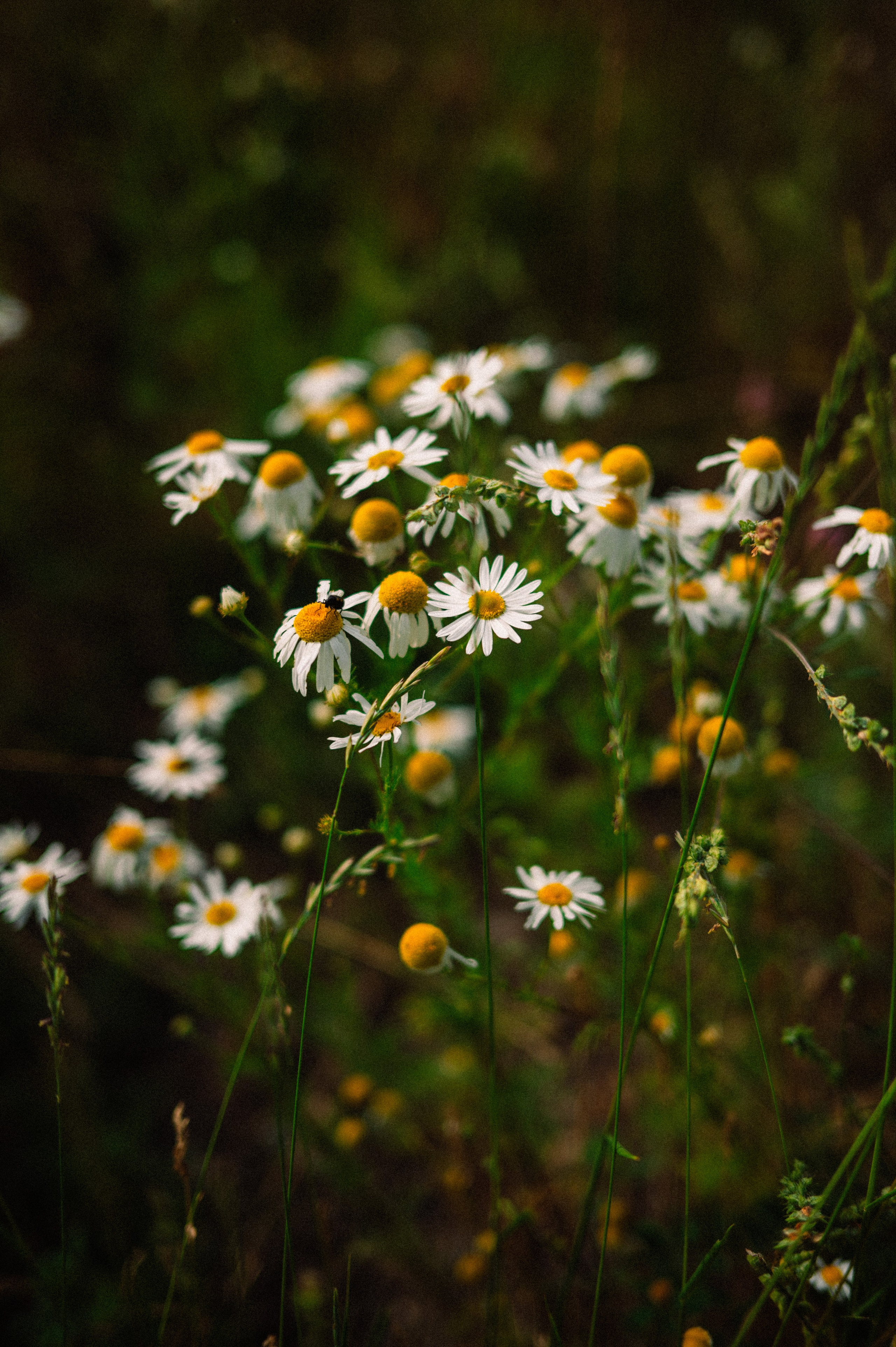 Чарын-Кольсай: лето 2024. Фотограф в Алматы — Дарья Фёдорова