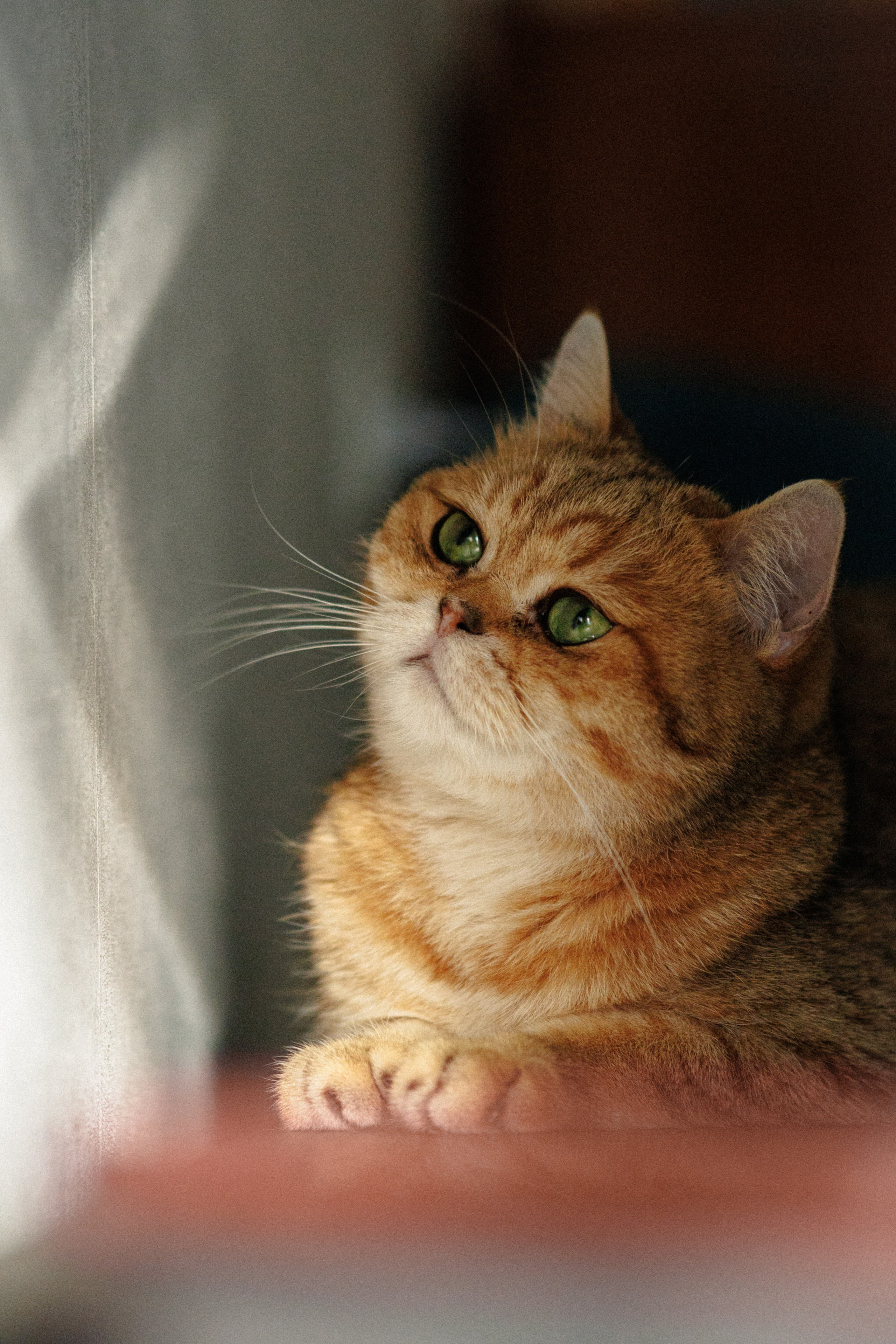 Тихон и его семья. Фотограф в Санкт-Петербурге Алёна Губинская