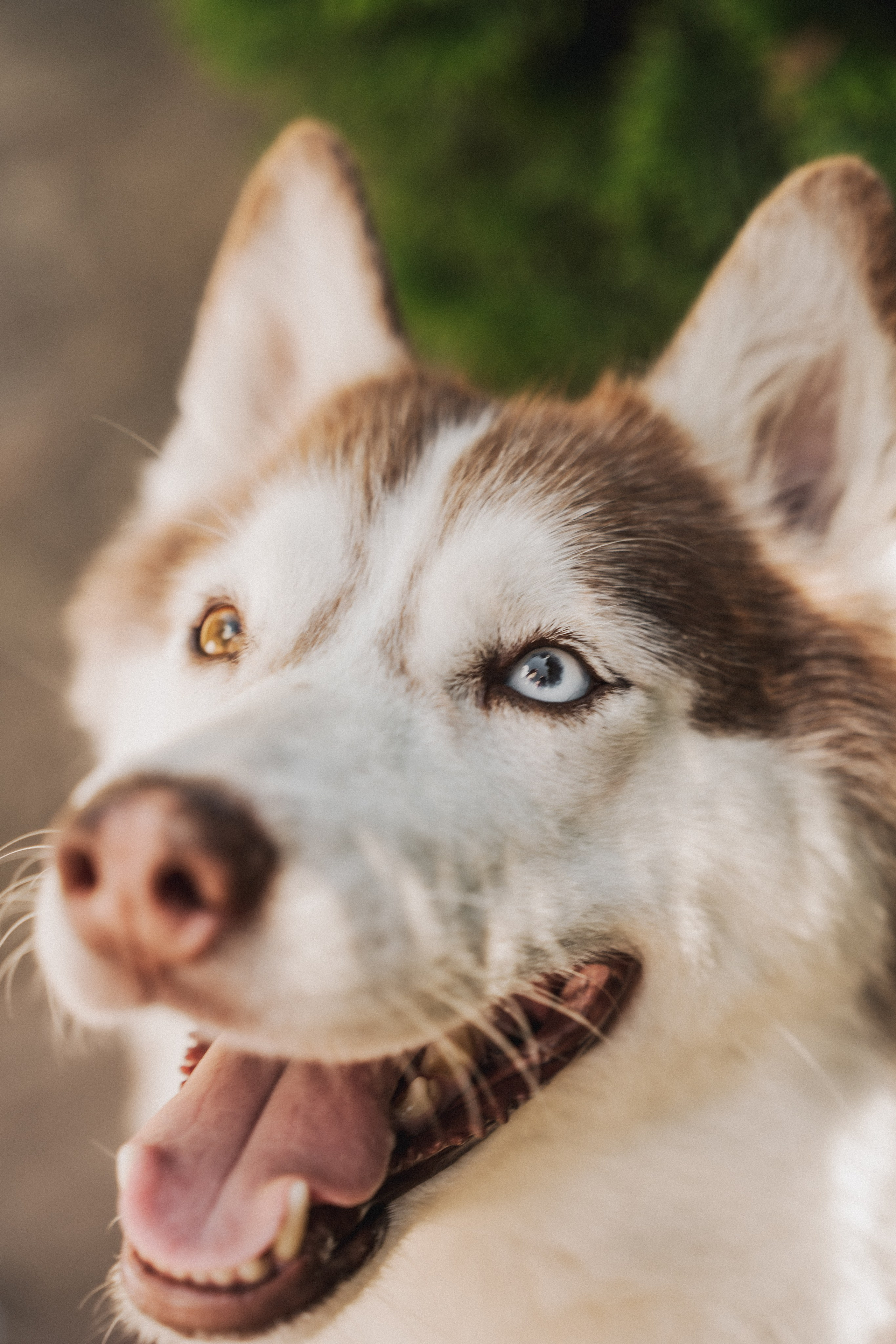 Дарья ♡ Максим ✧ Чоки — История любви, когда в семье есть хаски. Свадебный и портретный фотограф в Москве, Светлана Янковая