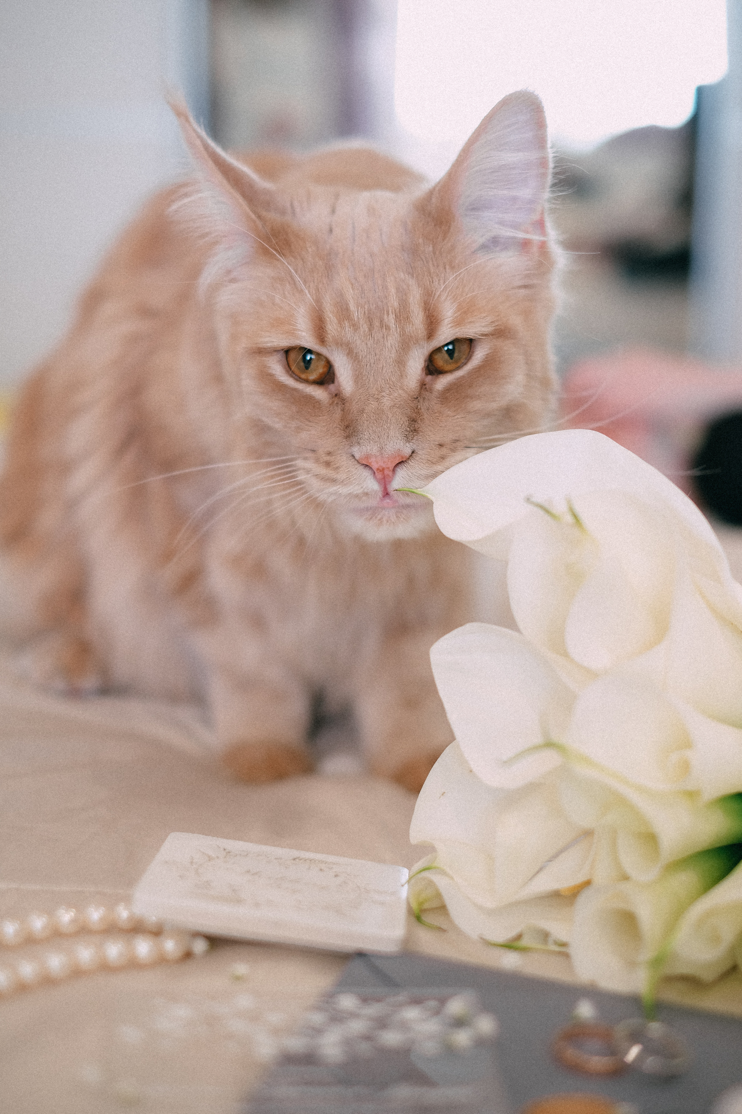 Виталий+Анна. Андрющенко Мария фотограф Волгоград