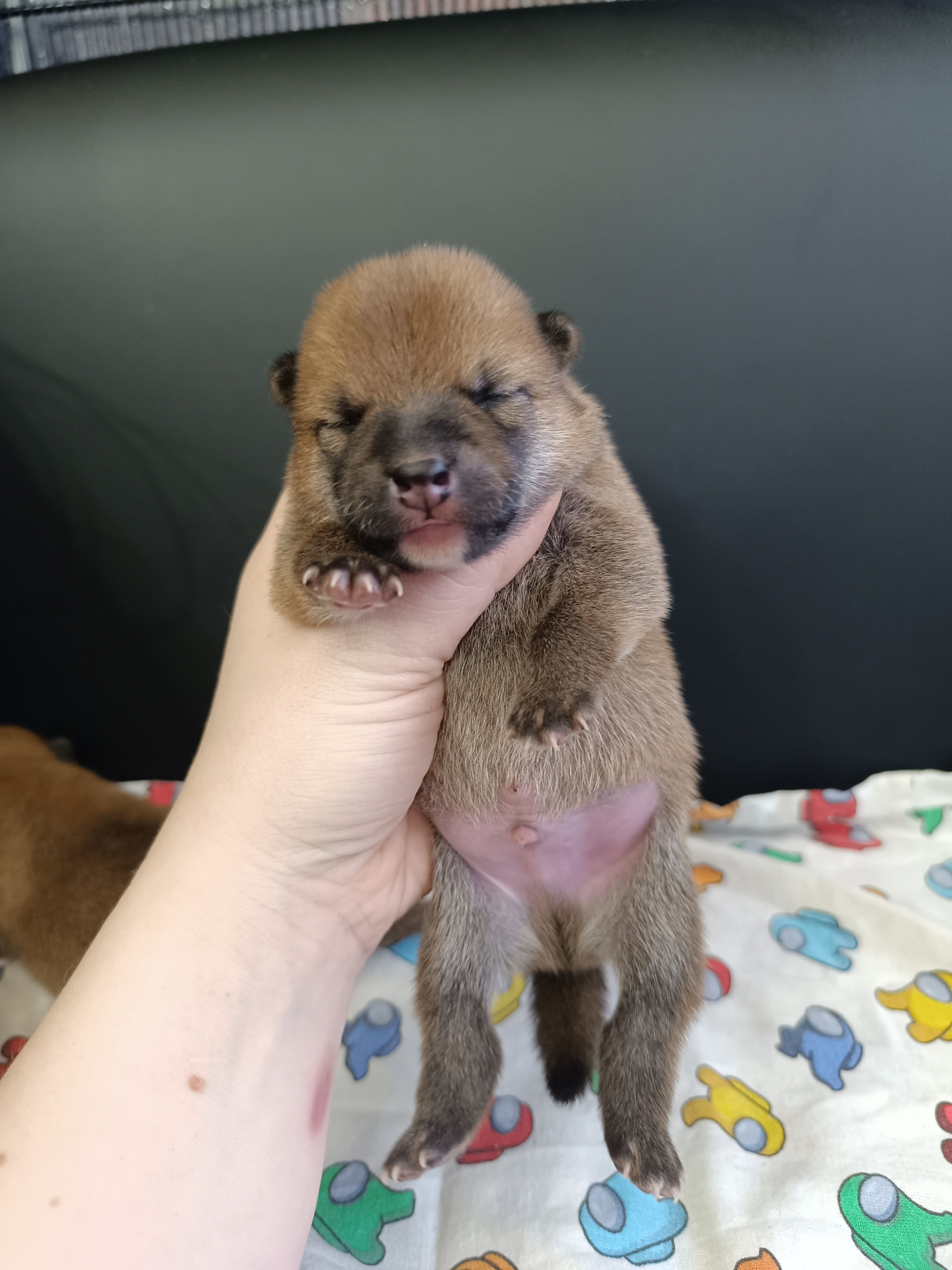 сиба питомник Рубилайт щенки на продажу rubylight  сиба щенки купить СПб Санкт-Петербург 