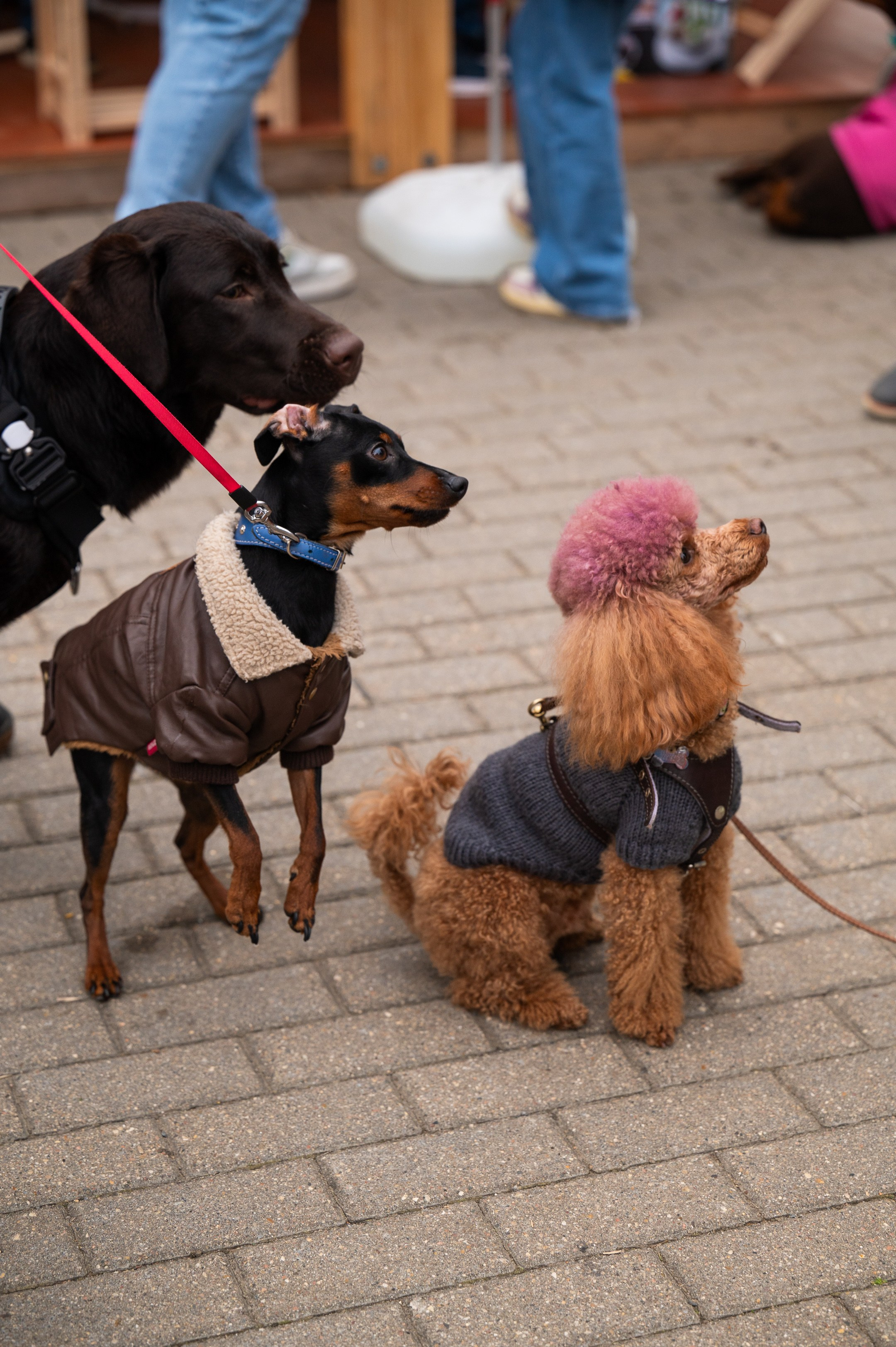 4lapy fest 2025. Photographer in Moscow Anna Chistiakova