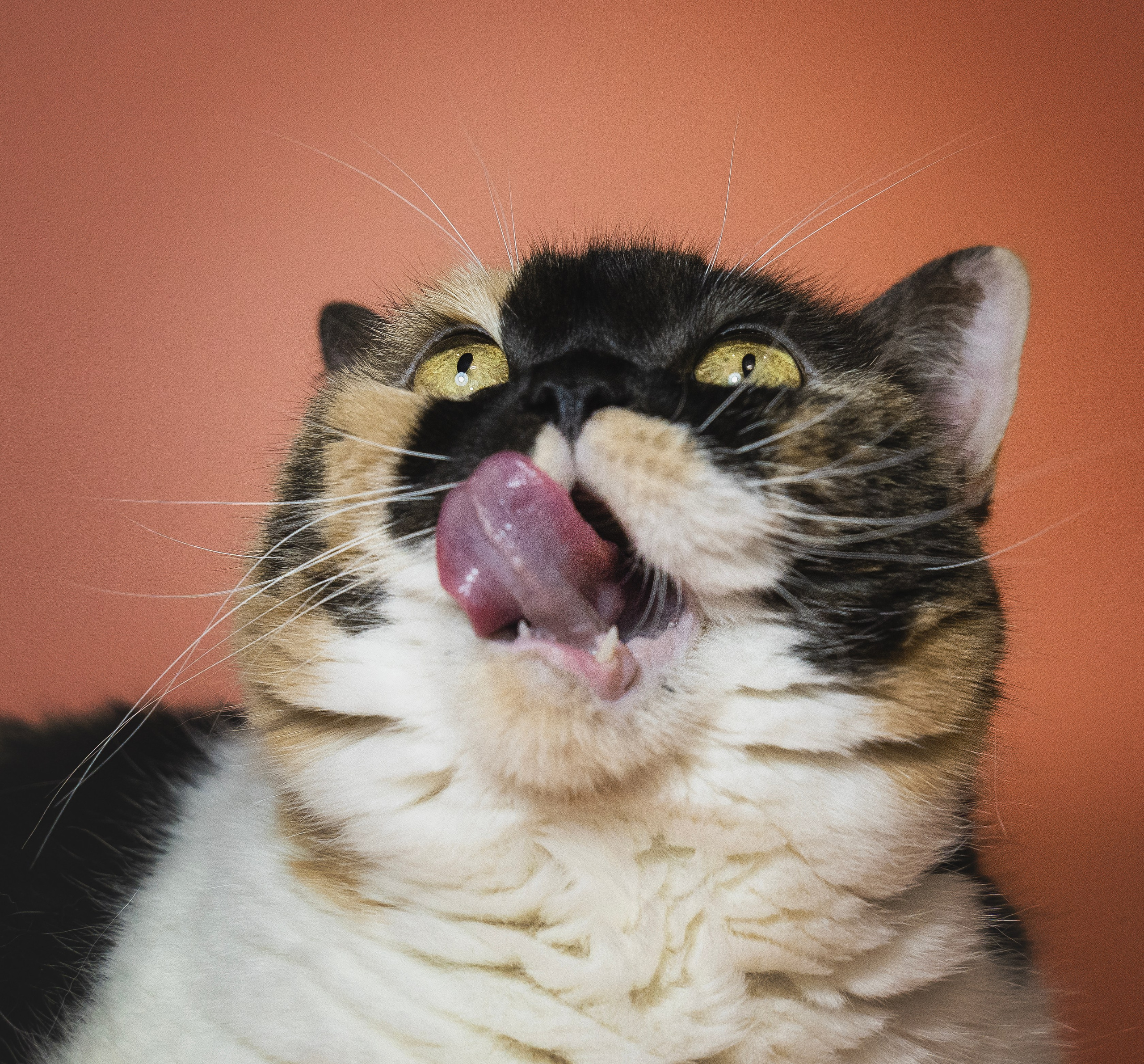 Котики. Семейный фотограф анималист г. Находка