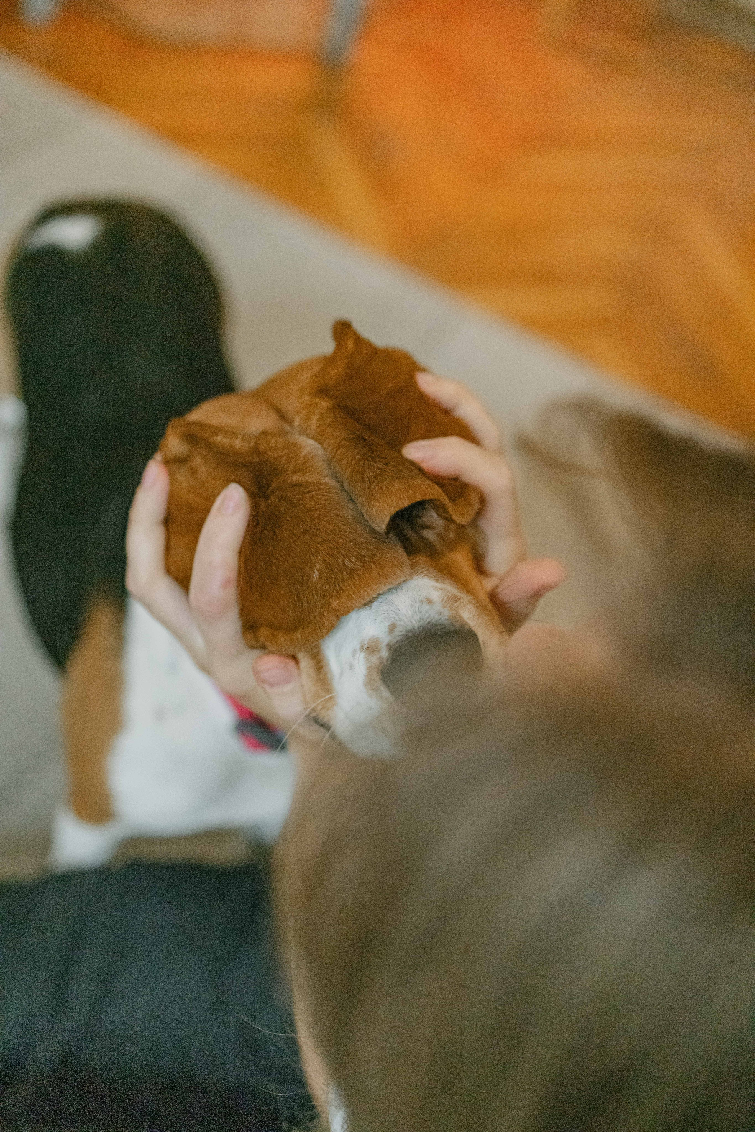 Света и Ива. Фотограф-анималист в Москве Лера Черноног