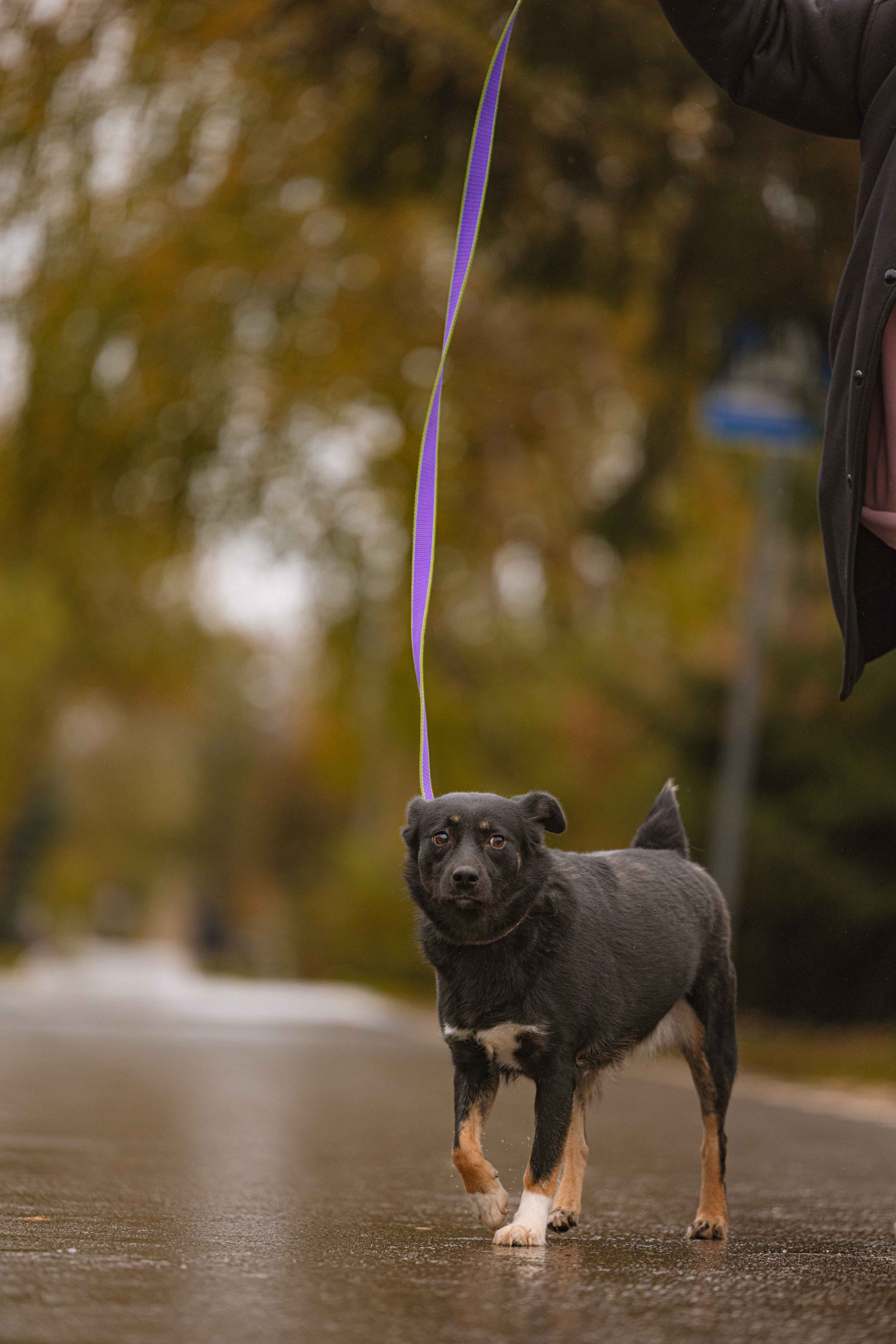Передержка. Фотограф-анималист в Москве Лера Черноног
