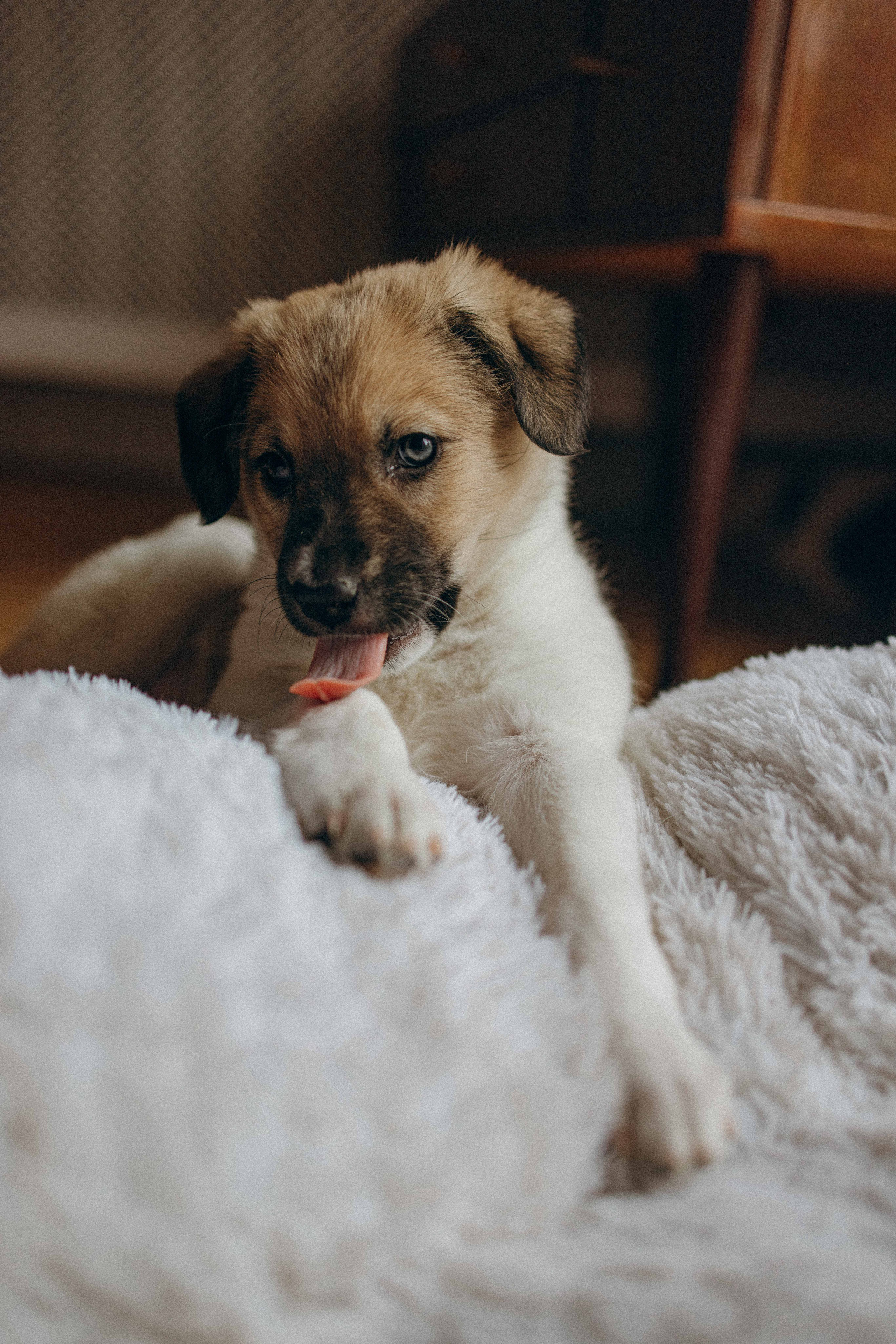 Щеночки. Фотограф-анималист в Москве Лера Черноног