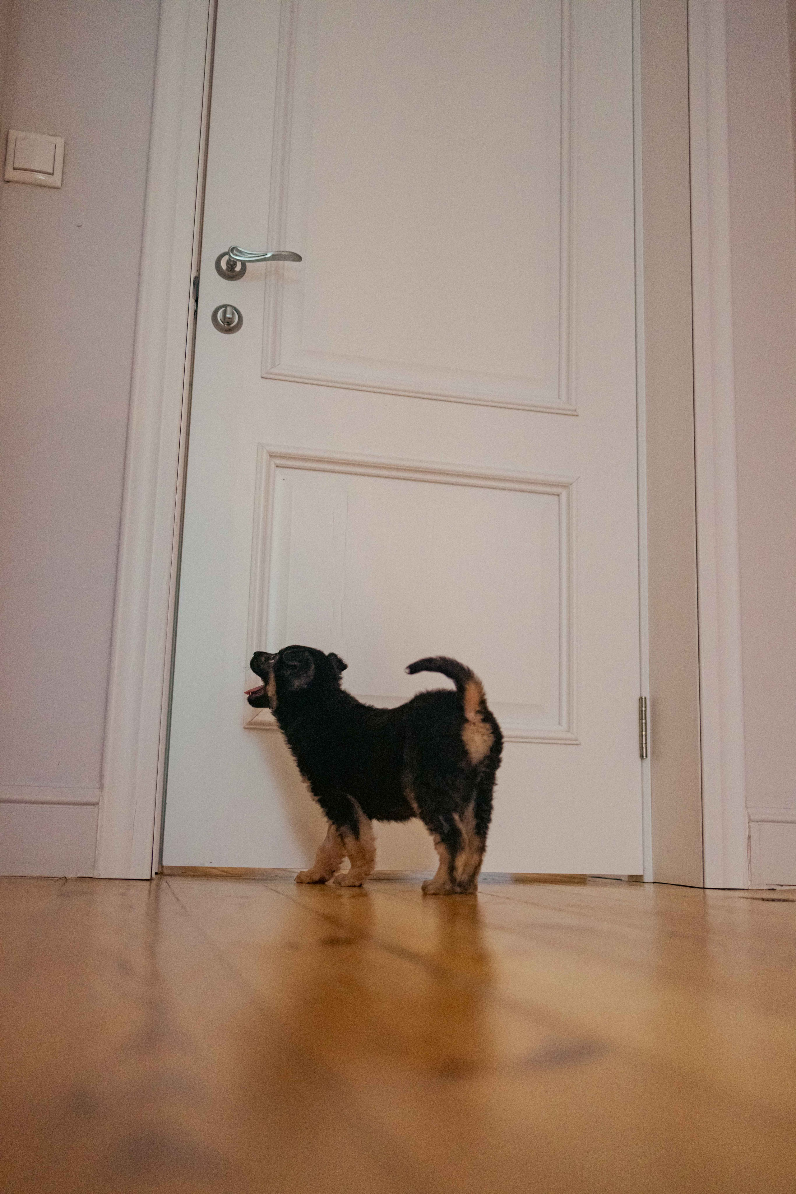 Пеппа. Фотограф-анималист в Москве Лера Черноног