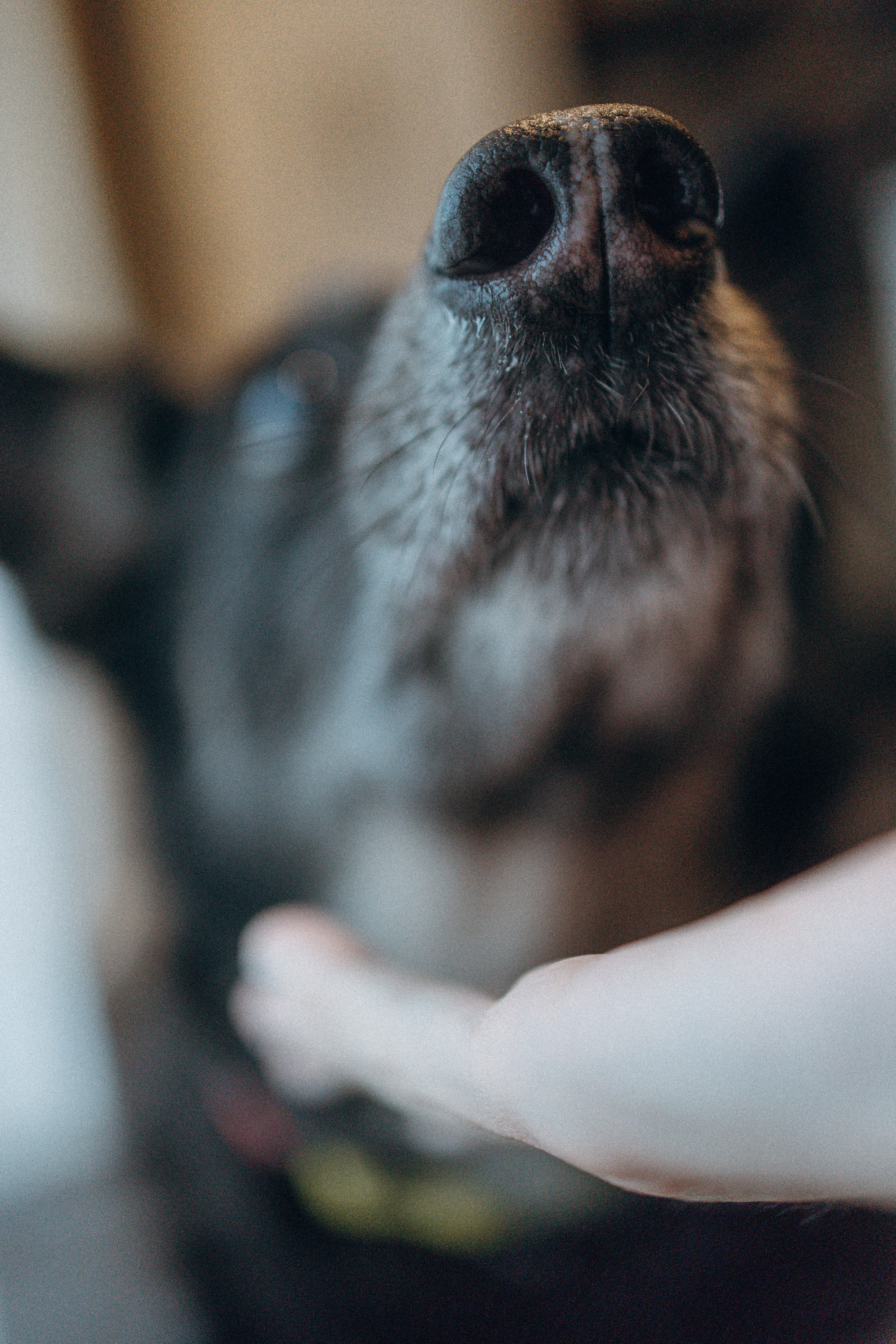 Ника, Матиша и Герда. Фотограф-анималист в Москве Лера Черноног