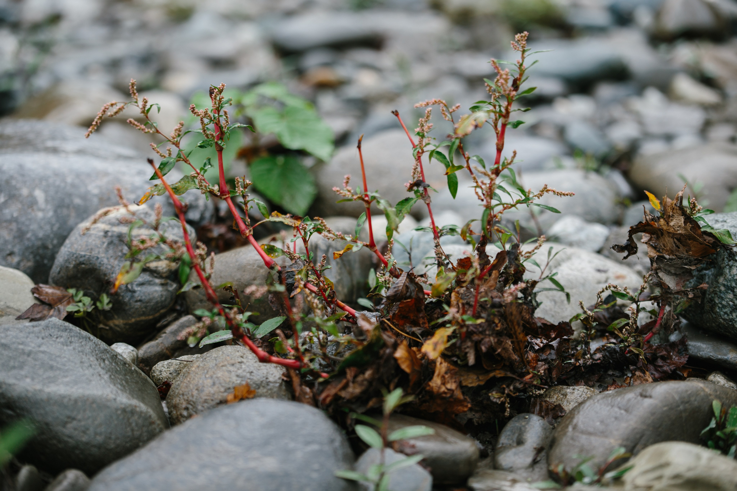 Оштенский Кордон. Семейный фотограф в Белгороде