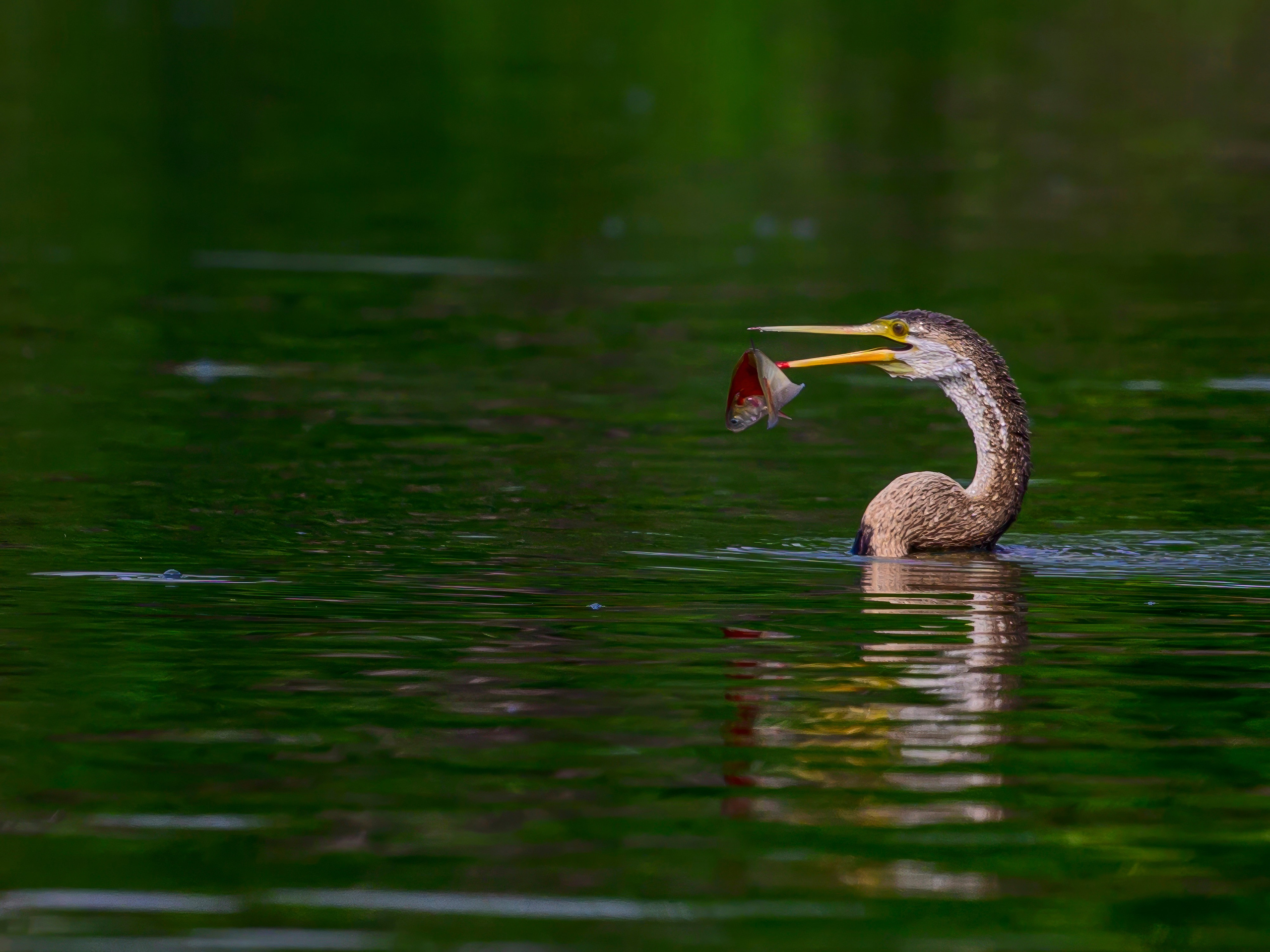 Раджастан, Индия. Wildlife photography by Sergey Puponin