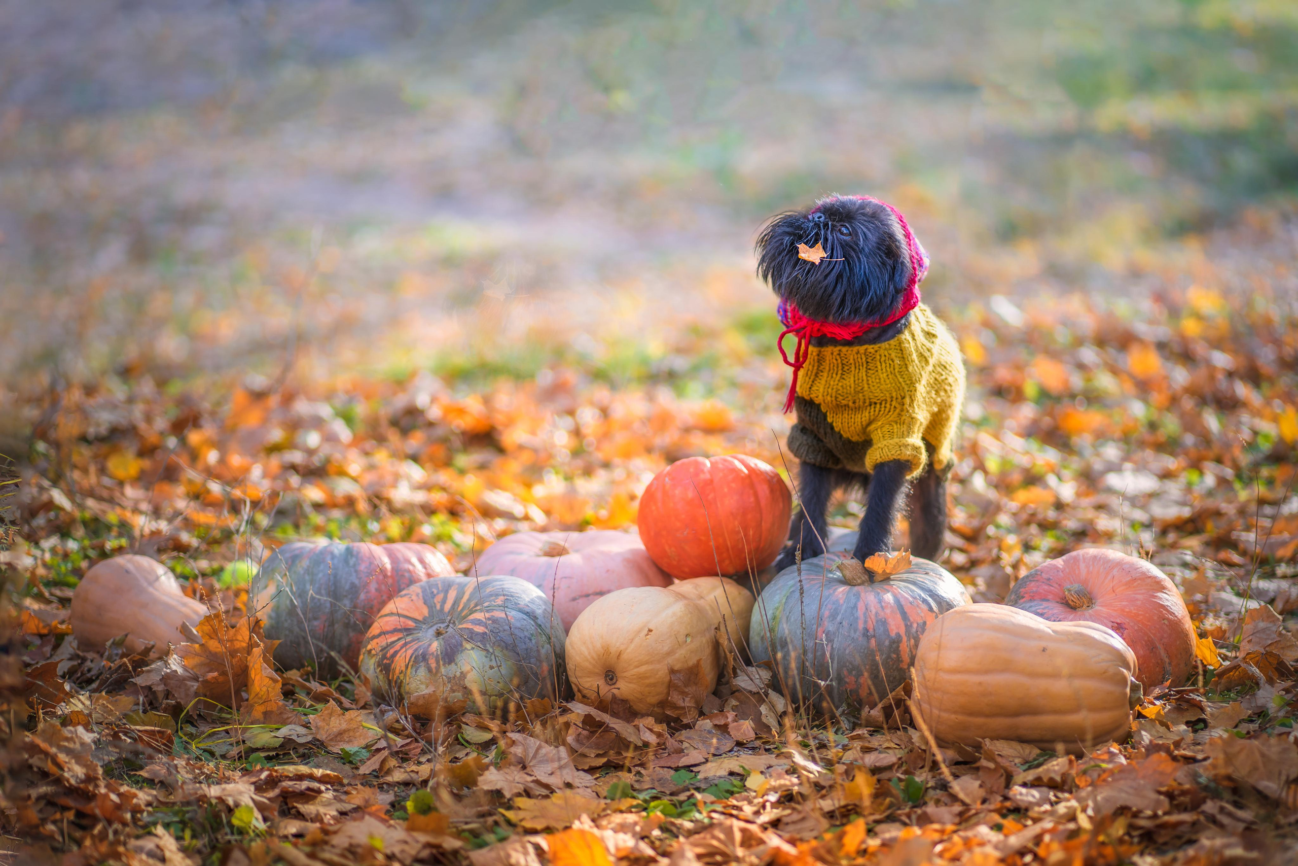 Фотосессия с питомцем в Екатеринбурге