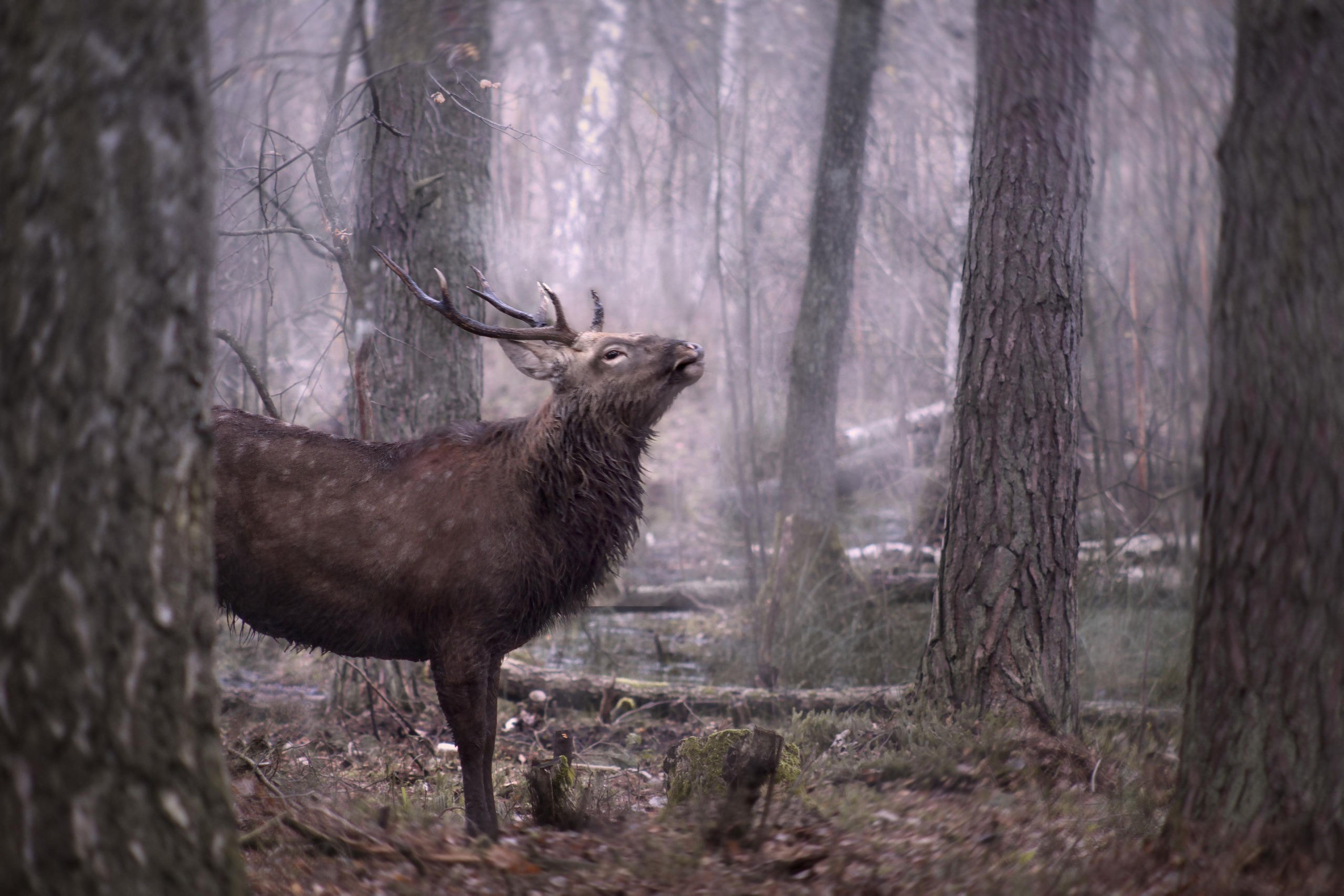 Фотосессия с питомцем в Екатеринбурге