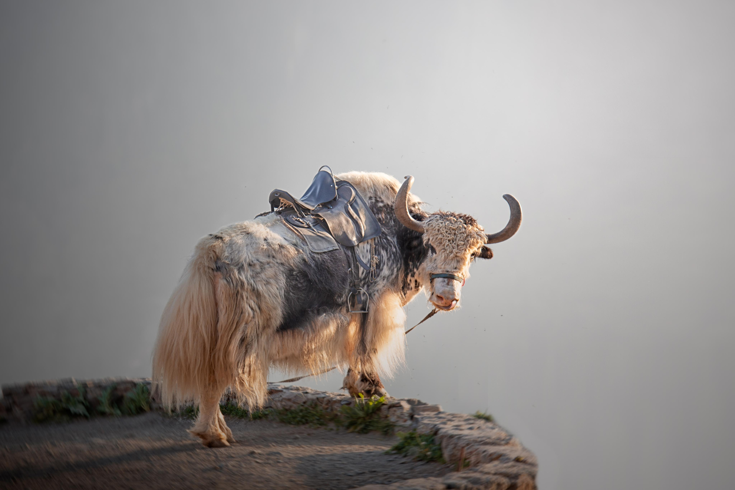 Фотосессия с питомцем в Екатеринбурге