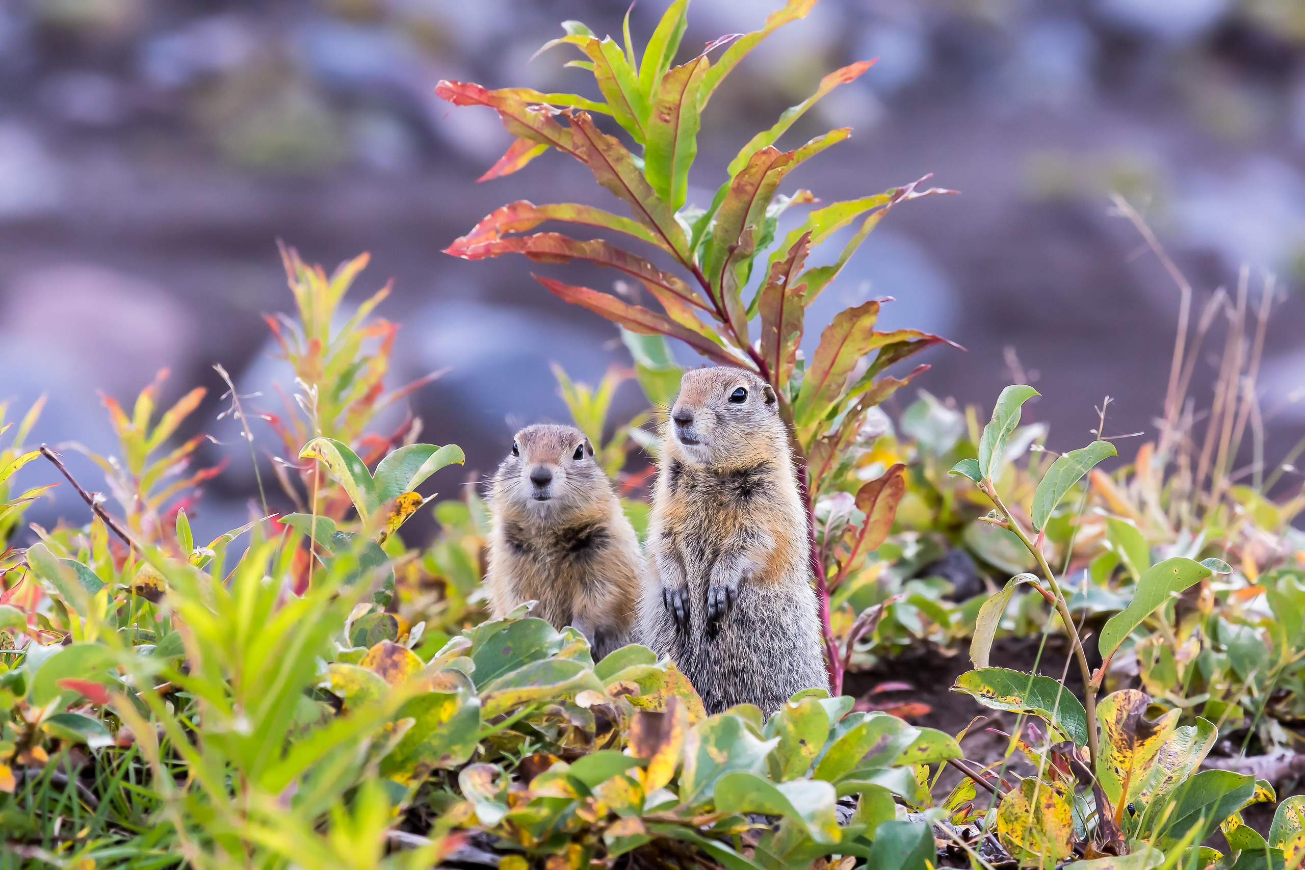 Фотосессия с питомцем в Екатеринбурге