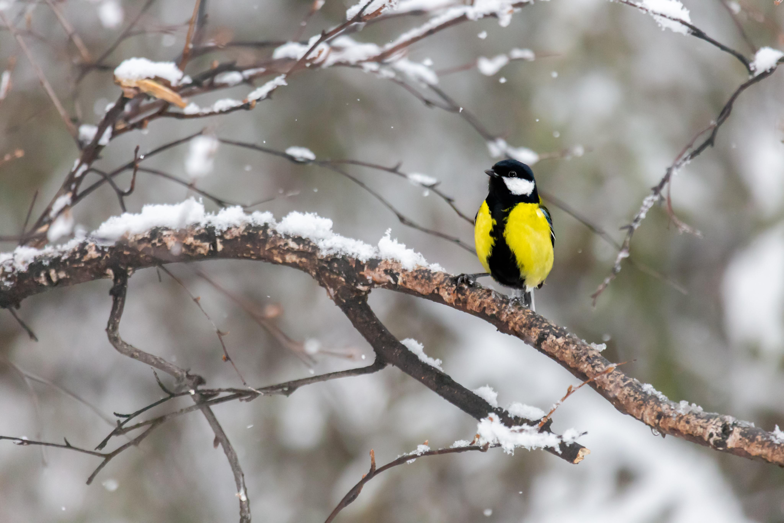 Фотосессия с питомцем в Екатеринбурге