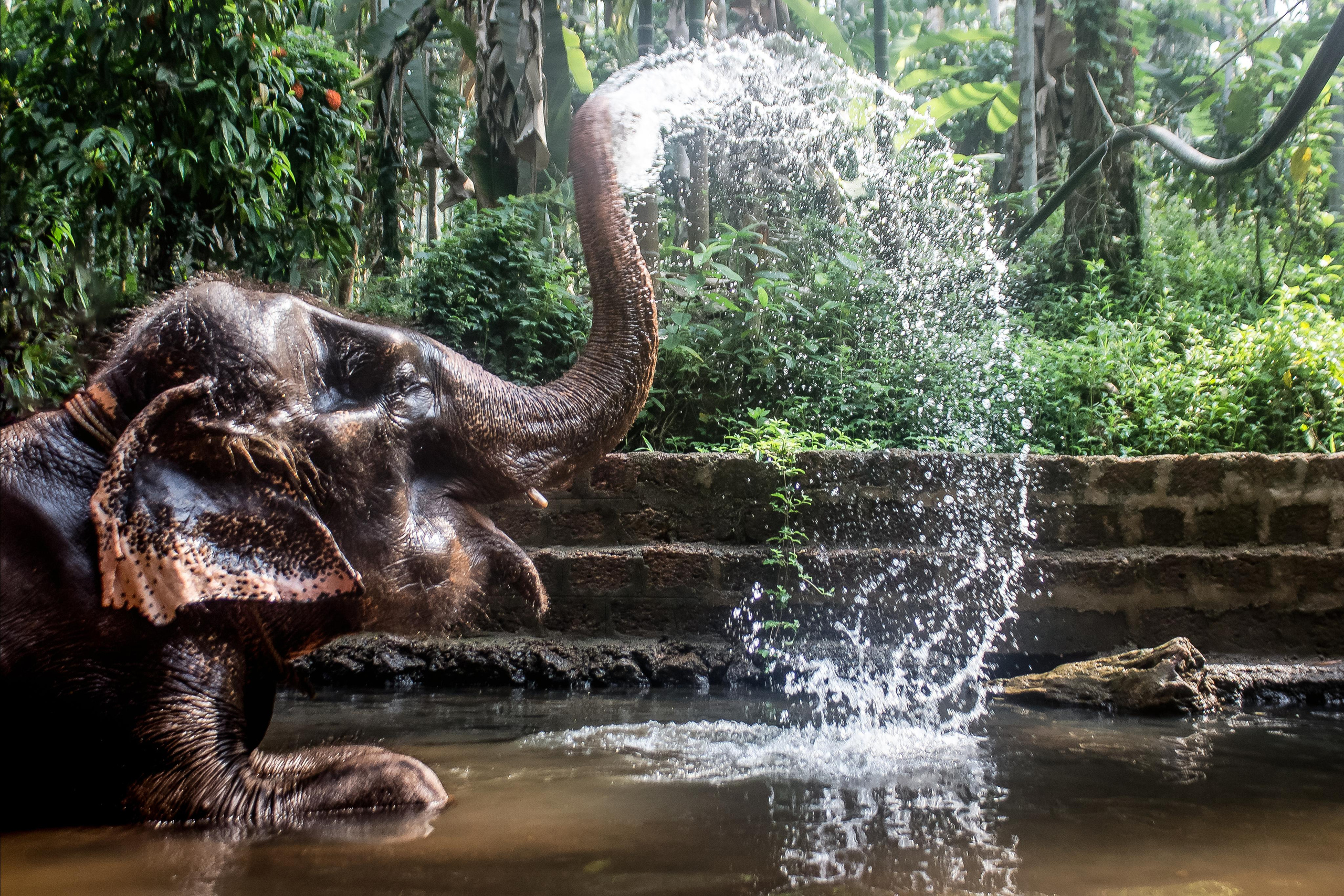 Фотосессия с питомцем в Екатеринбурге