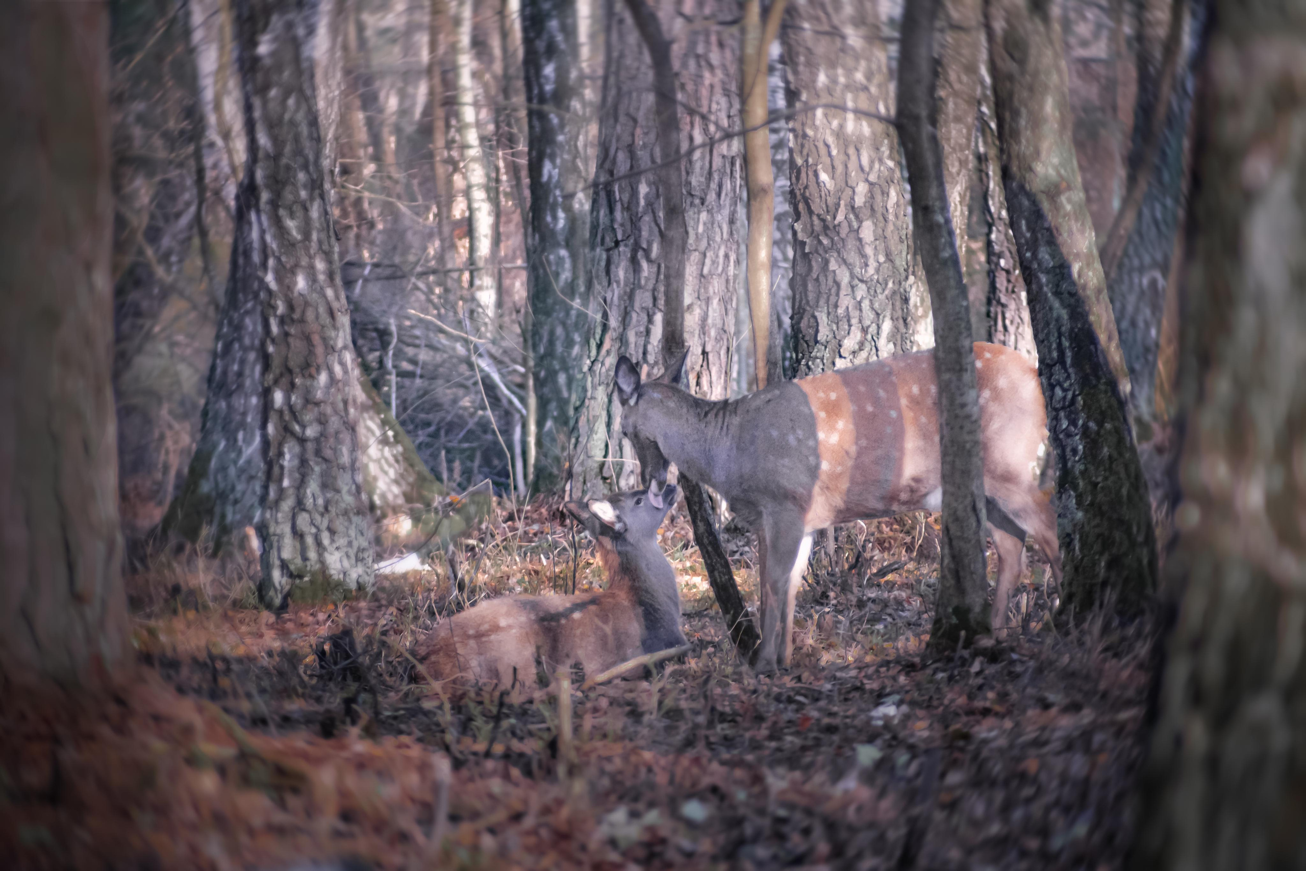 Фотосессия с питомцем в Екатеринбурге