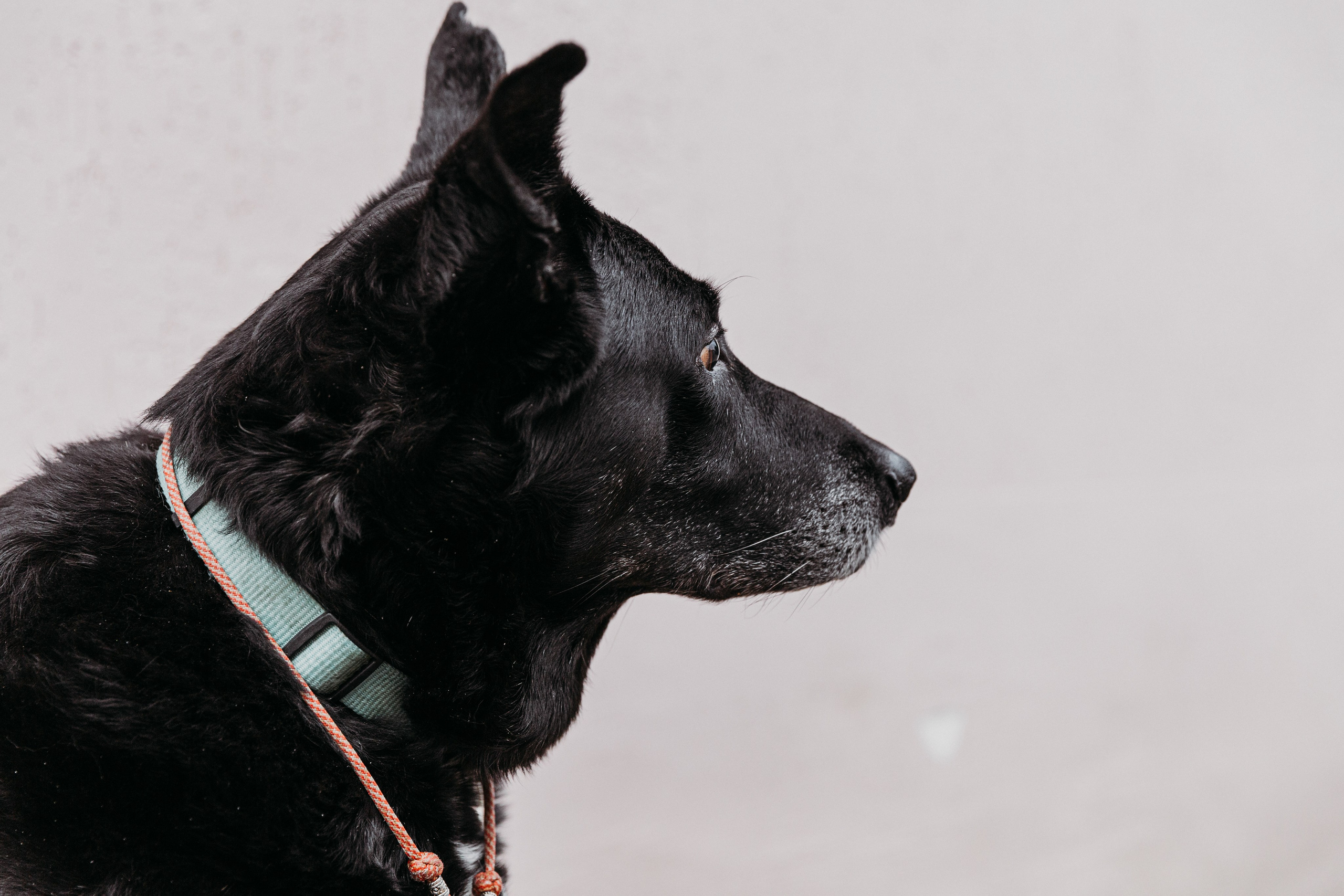 Ольга и Алеся Петровна. Фотограф-анималист в Москве Соломонова Варвара