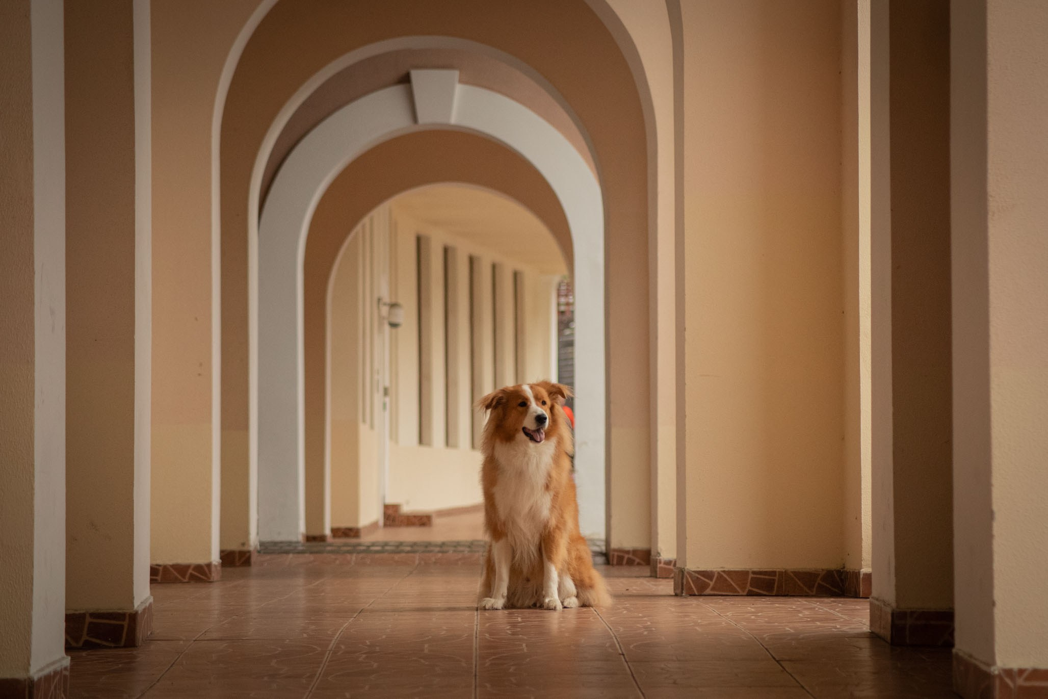 Терри, метис. Ирина Голомб|Фотограф-анималист в  Сочи и Калининграде