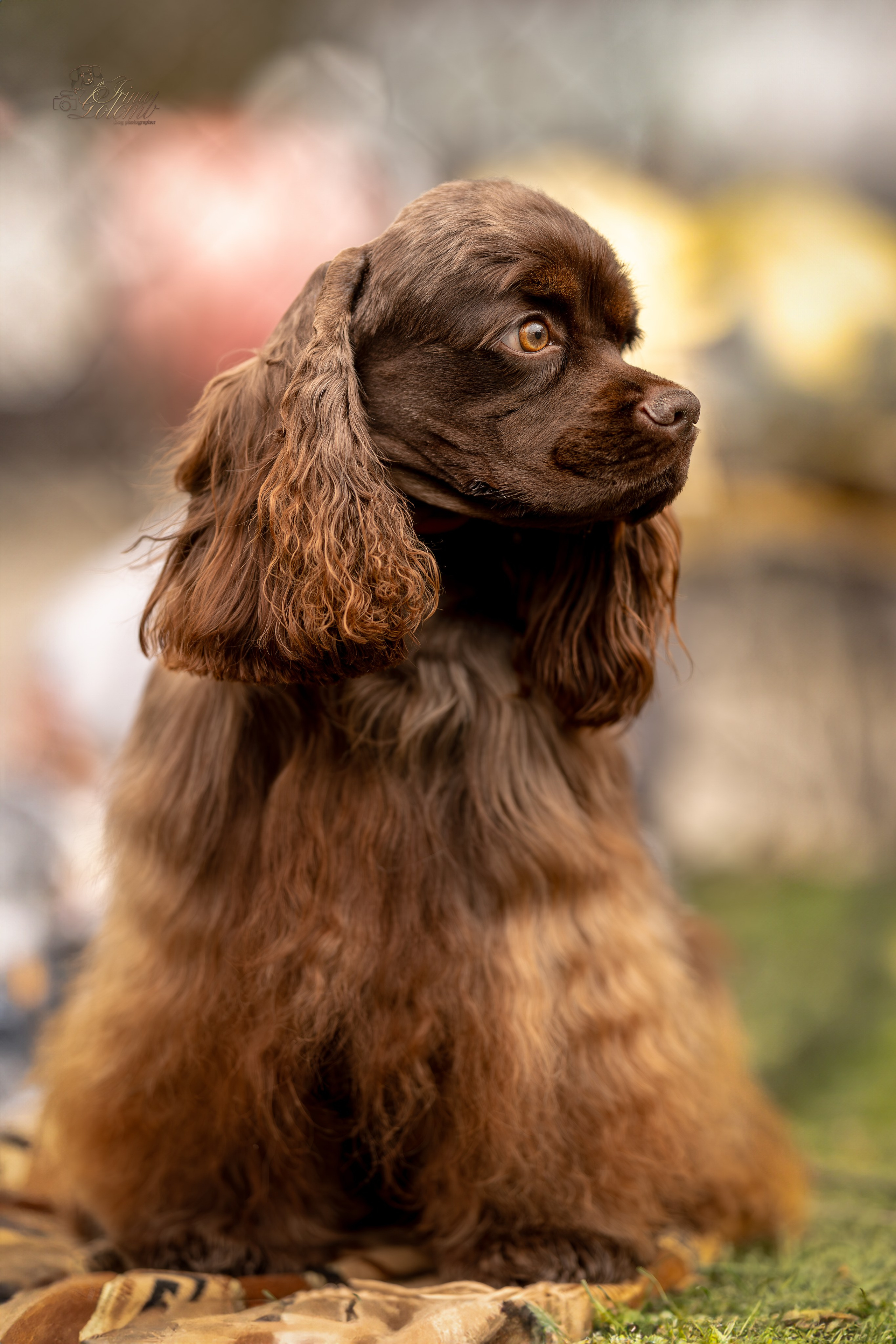 Выставка 17.12.23. Ирина Голомб|Фотограф-анималист в  Сочи и Калининграде