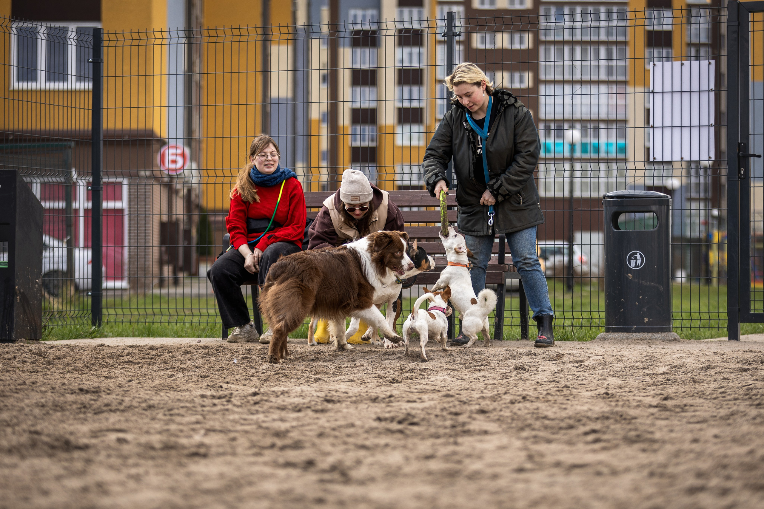 Догтуса 24.03.2024. Ирина Голомб|Фотограф-анималист в  Сочи и Калининграде
