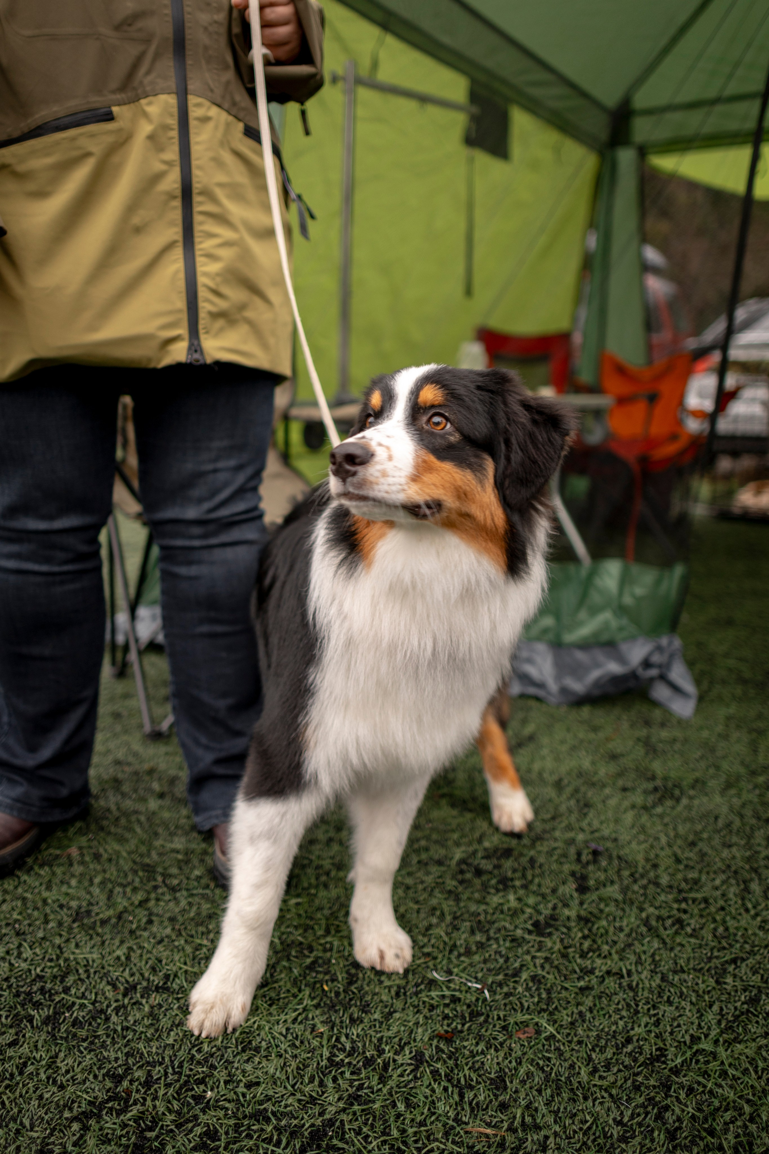 Выставка 17.12.23. Ирина Голомб|Фотограф-анималист в  Сочи и Калининграде