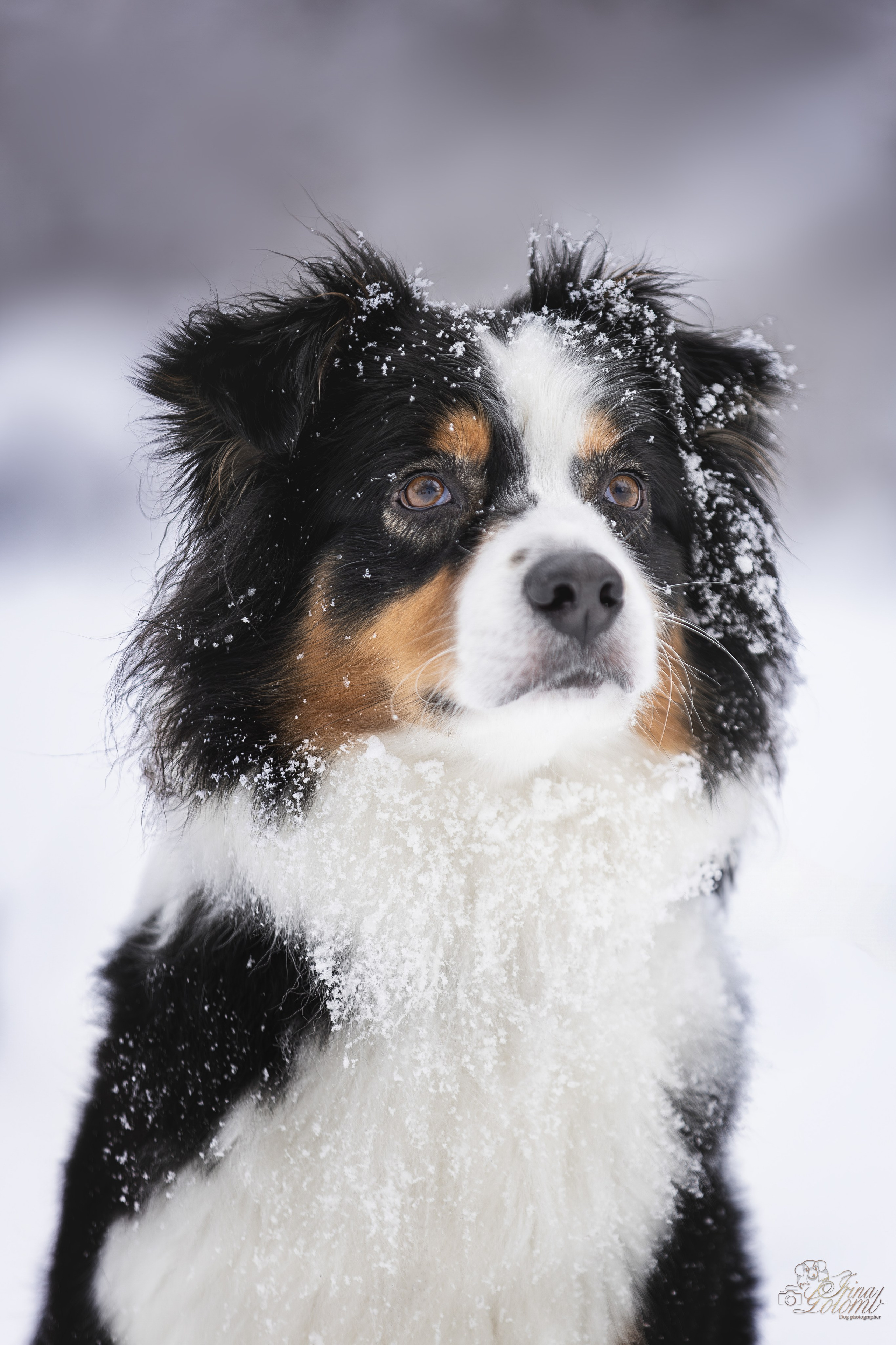 Догтуса Тропа Ефремова. Ирина Голомб|Фотограф-анималист в  Сочи и Калининграде