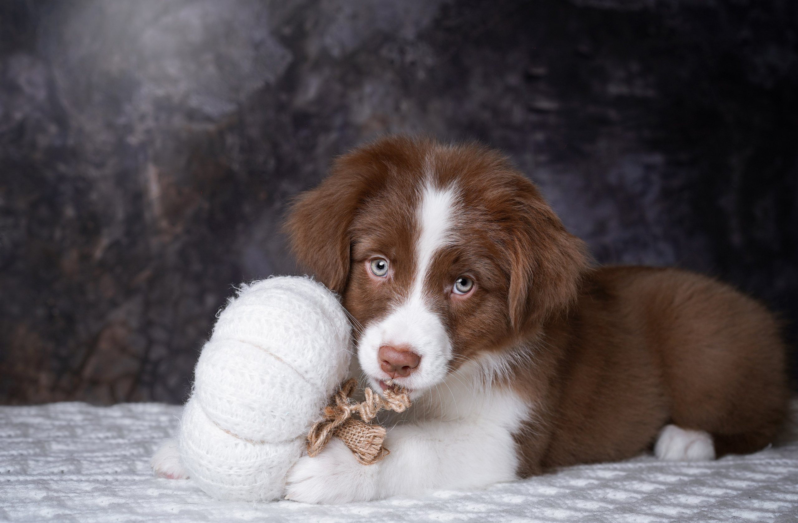 Щенки аусси. Фотограф-анималист в Санкт-Петербурге Яна Мартынова