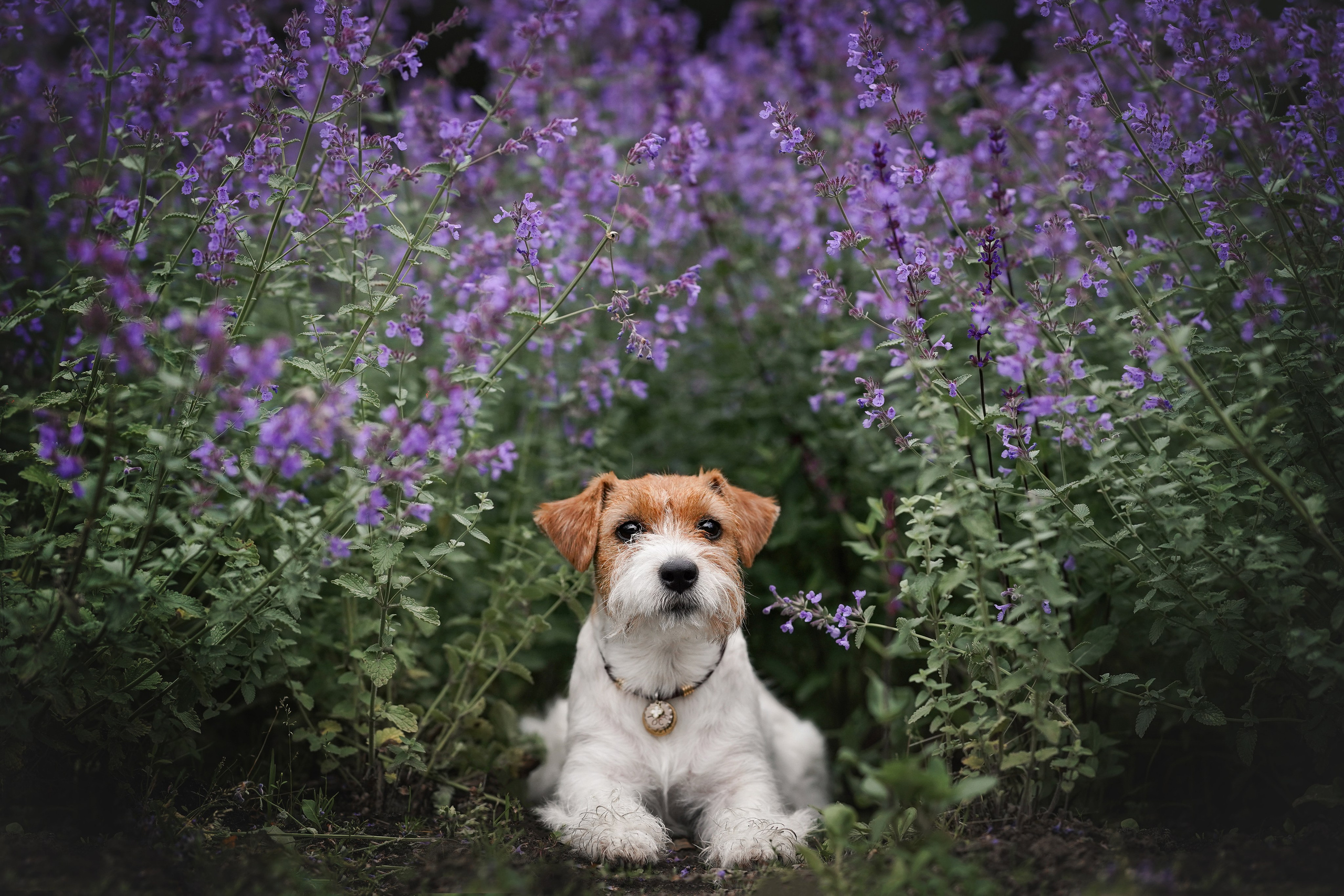 Люба и Тося. Фотограф-анималист в Санкт-Петербурге Яна Мартынова