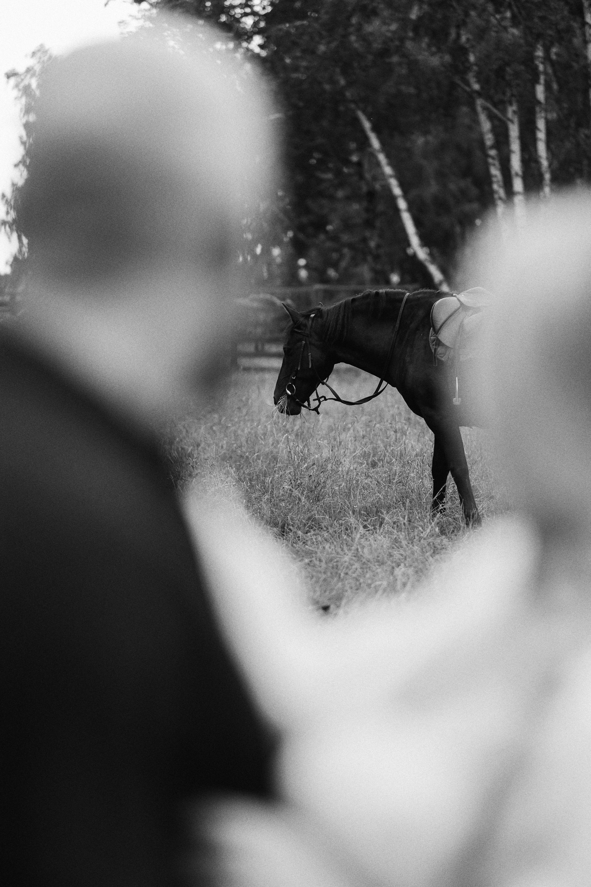 «НА ВОРОНОМ КОНЕ». Maria Startseva Photo