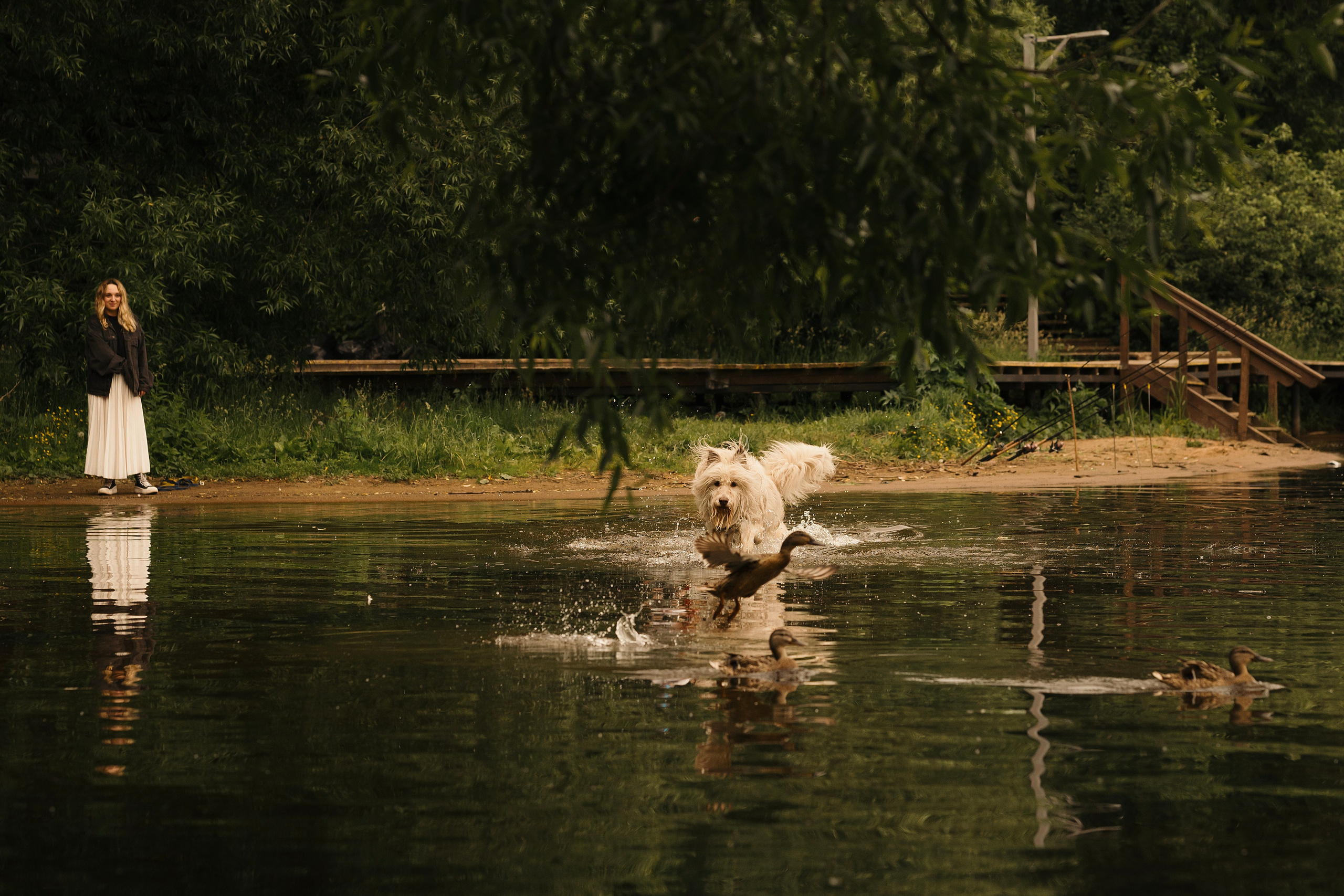 Акиро и Йоши. Фотограф- анималист Александра Матвеева