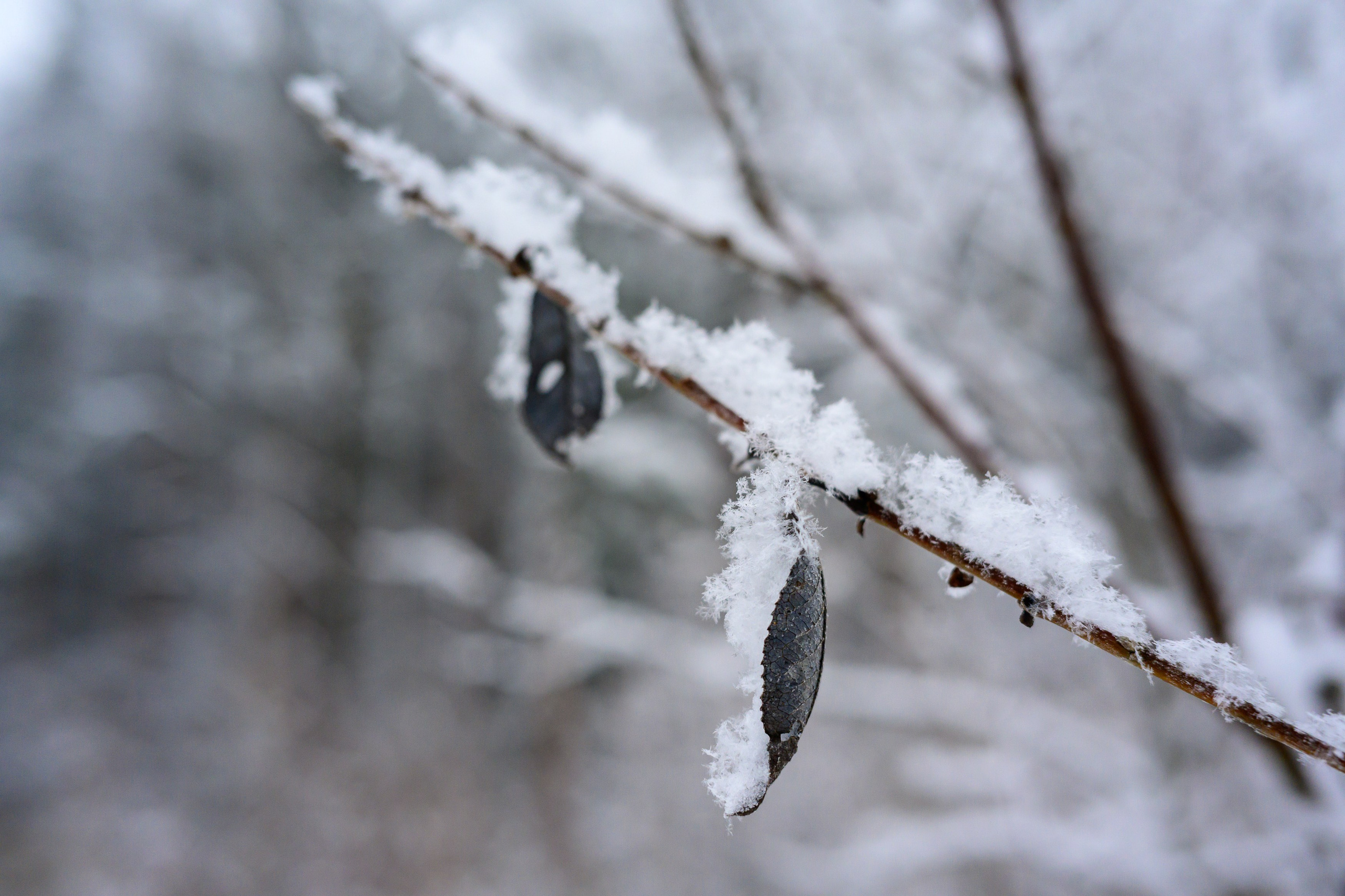 Landscape, nature, plants, details of the world around us. Personal website of photographer Dmitry Raikin