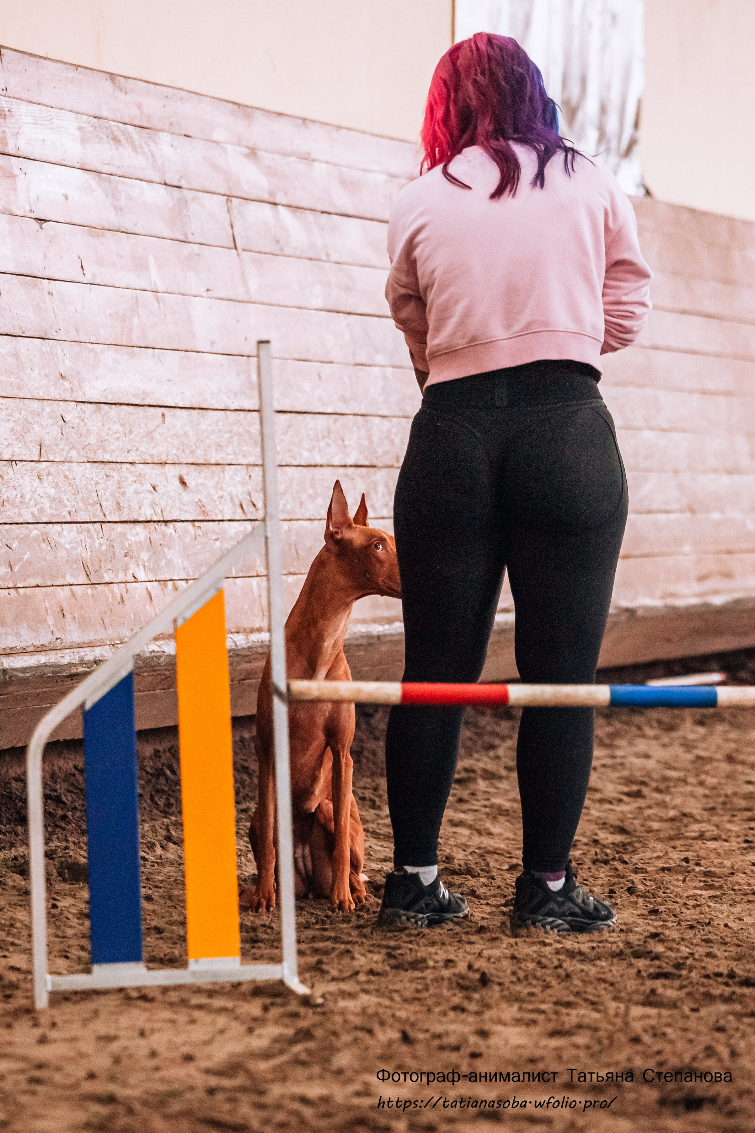 Соревнования по Аджилити 25.02.2024. Фотограф-анималист Татьяна Степанова