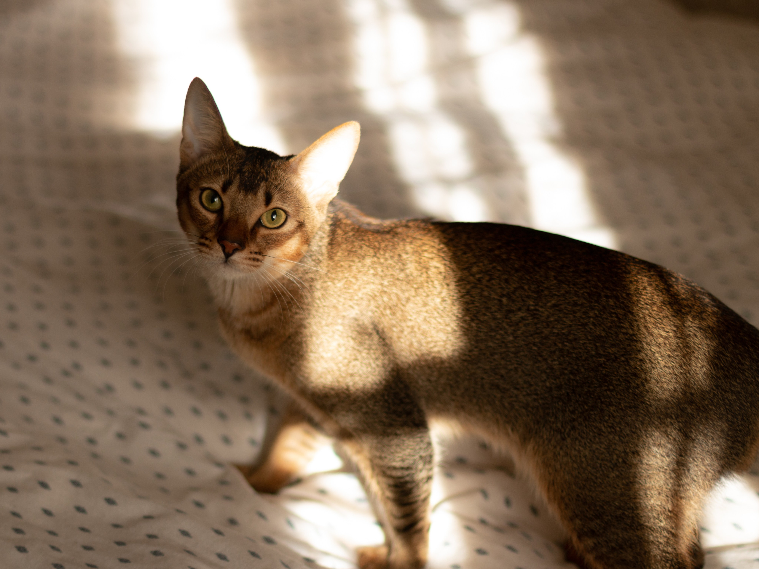 Мой котик. Фотограф в Сочи