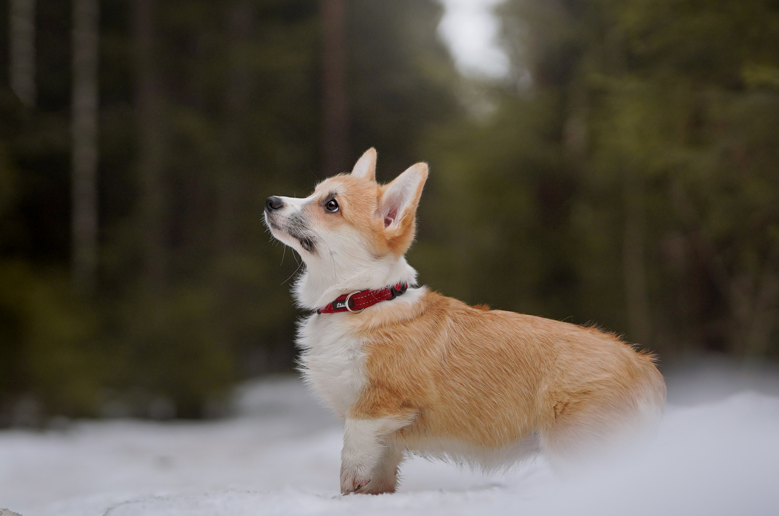 Щенки корги. Фотограф-анималист в Санкт-Петербурге Яна Мартынова