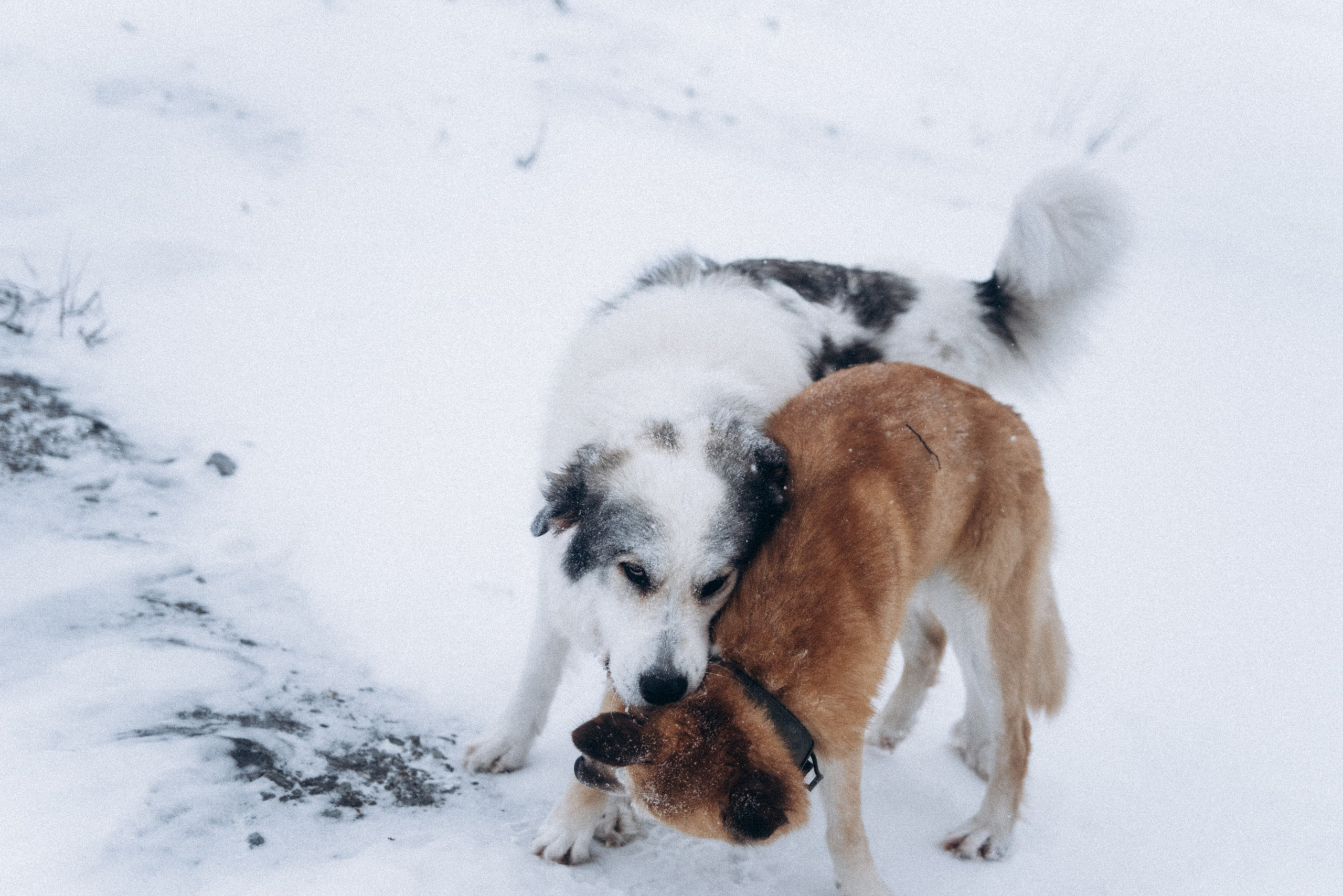 Териберка, Мурманск, Россия 🇷🇺. Anita_photo