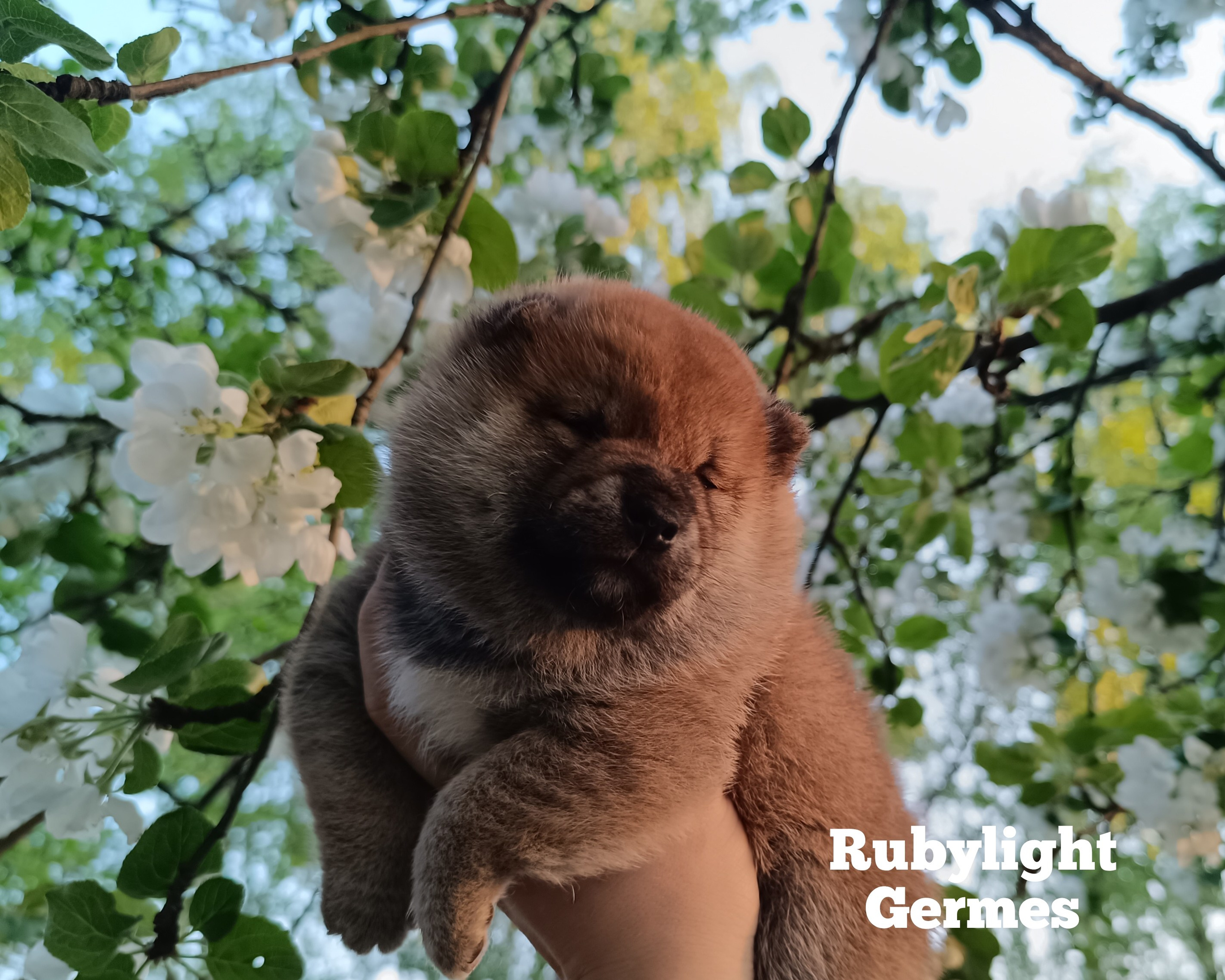 Сиба Rubylight Germes питомник Рубилайт