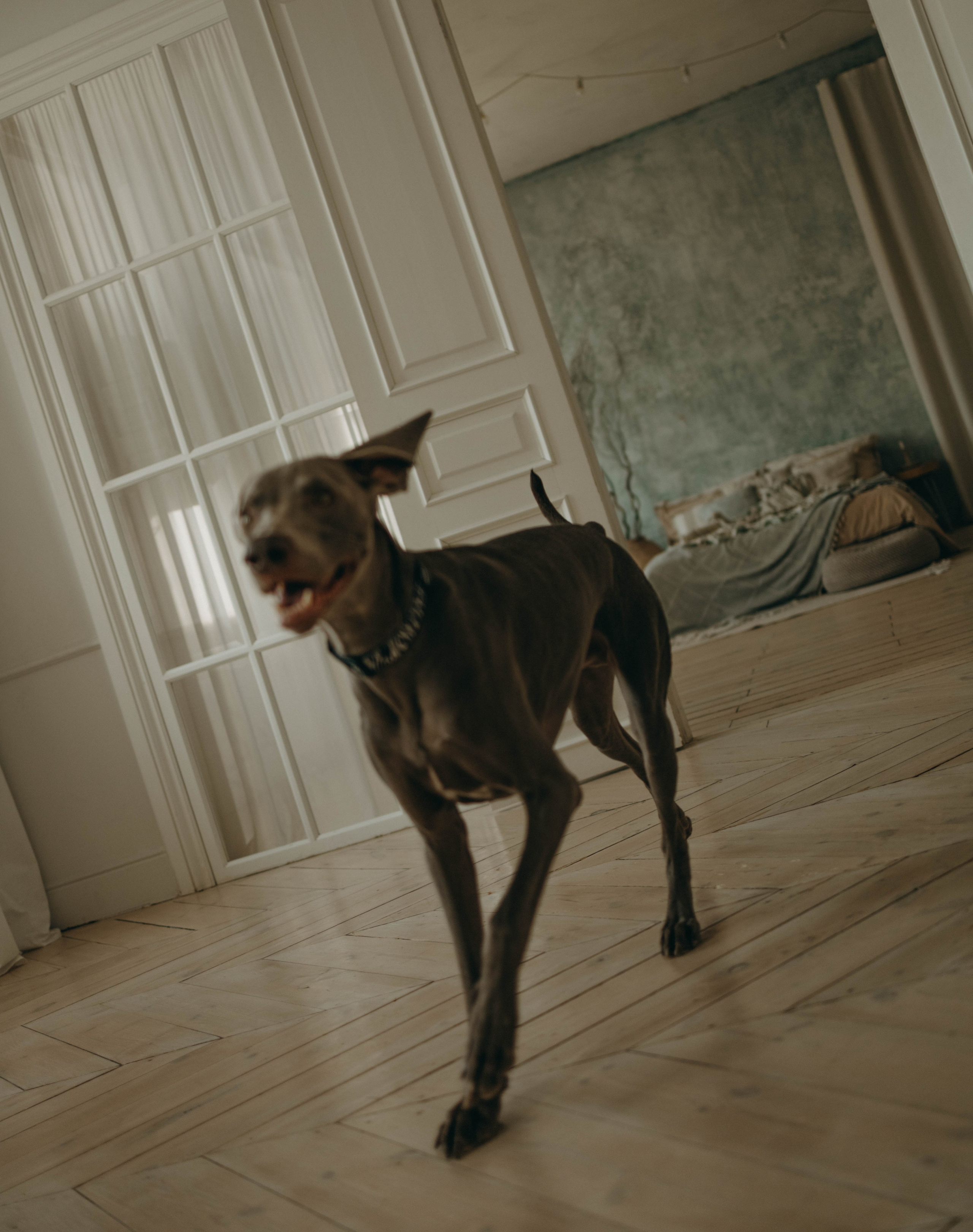 Фотосессия в студии с собакой. Фотограф-анималист в Екатеринбурге | Кристина