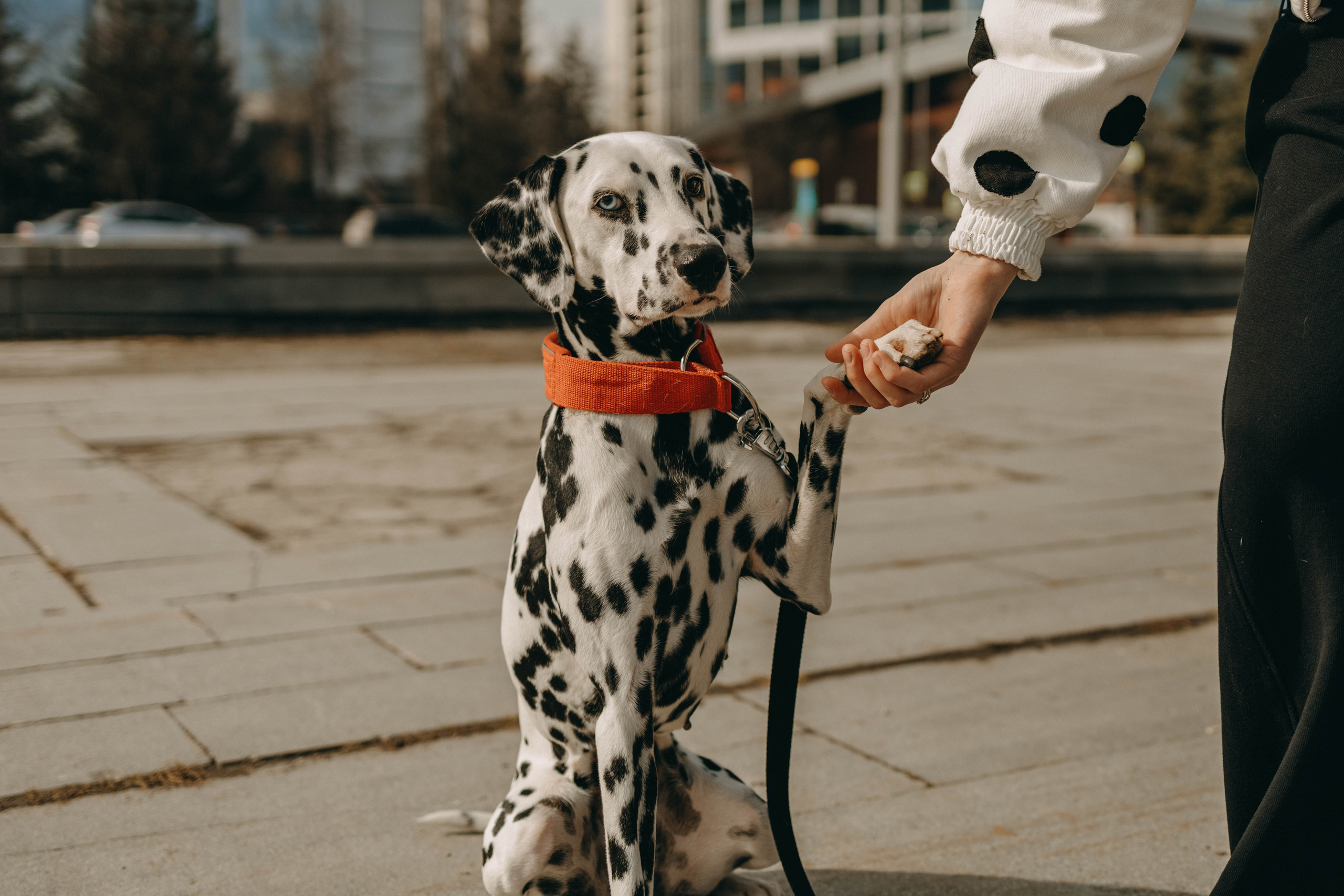 Диана и Лекса. Фотограф-анималист в Екатеринбурге | Кристина