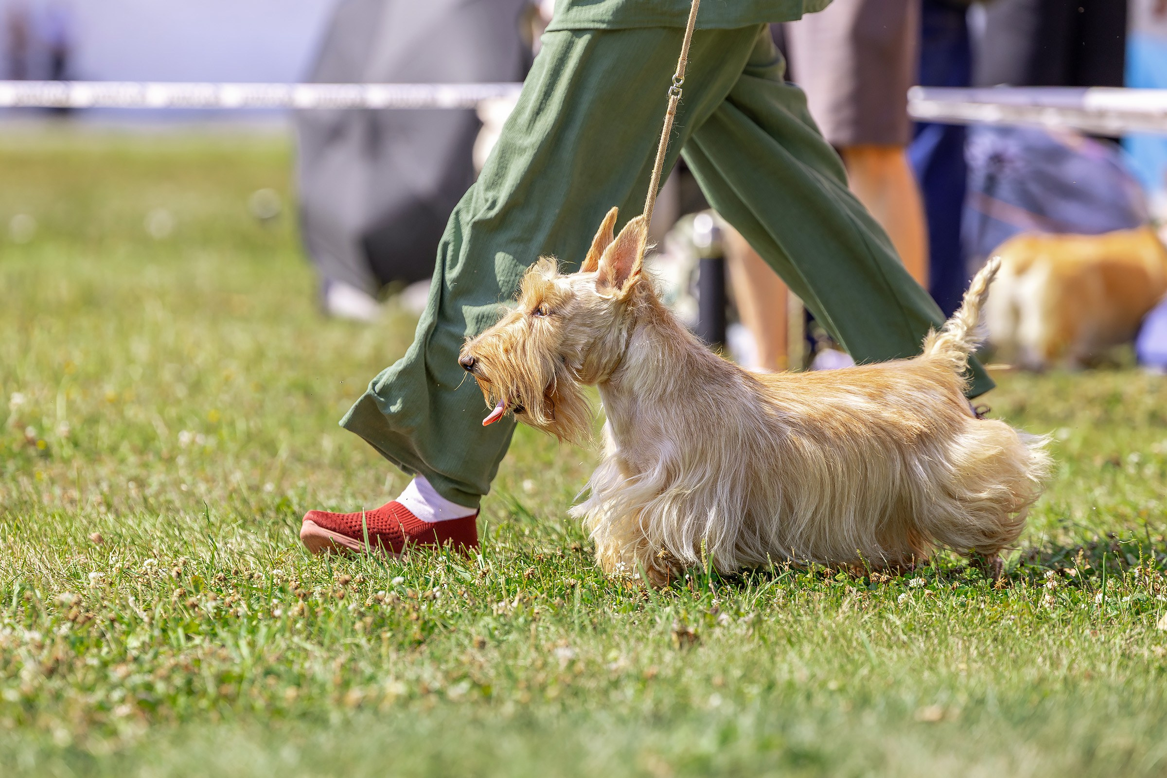 2–3 августа 2025, Выставка РКФ, г. Пермь. Htykk_photo