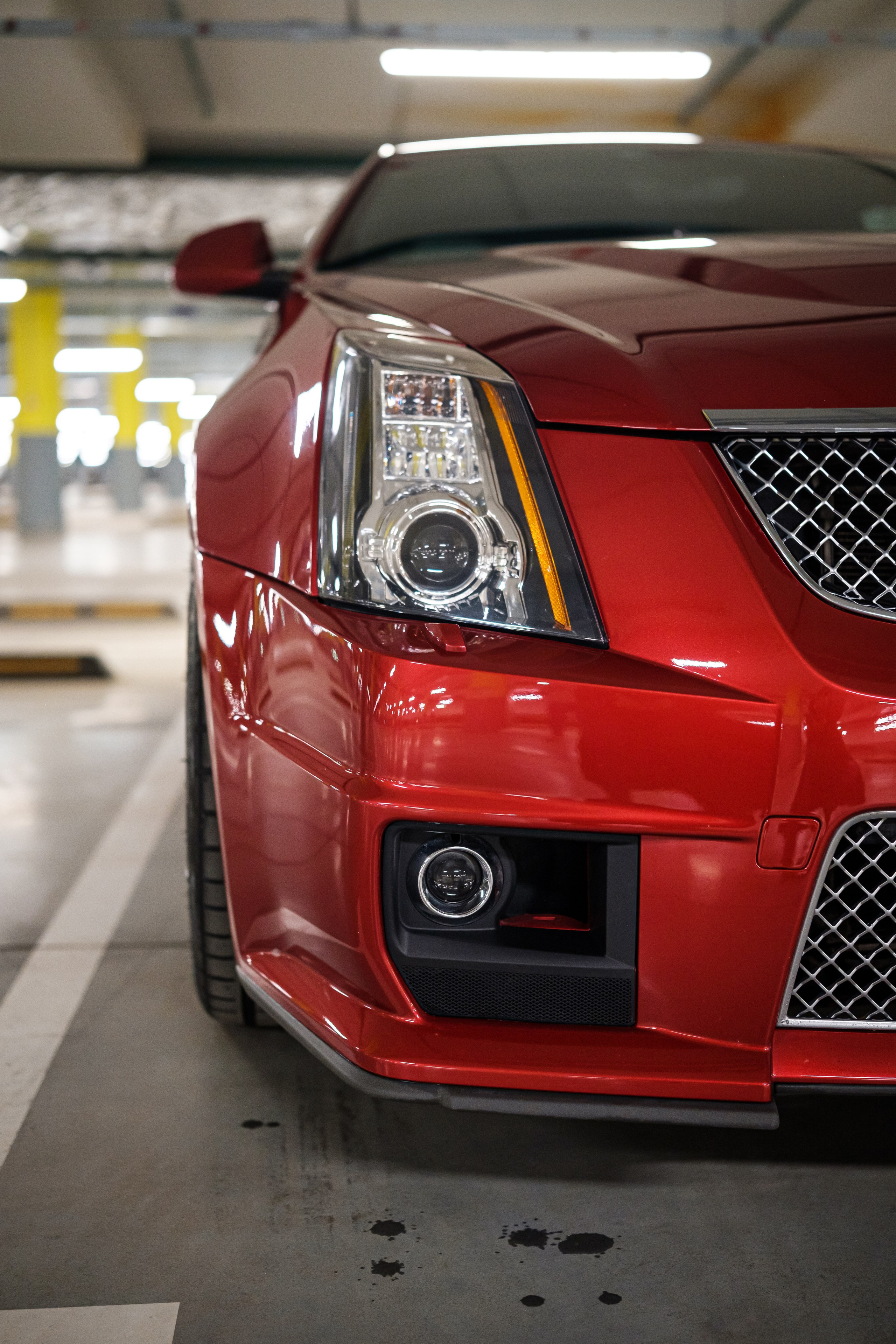 Кэдди. Алексей Никифоров фотограф Москва, Химки