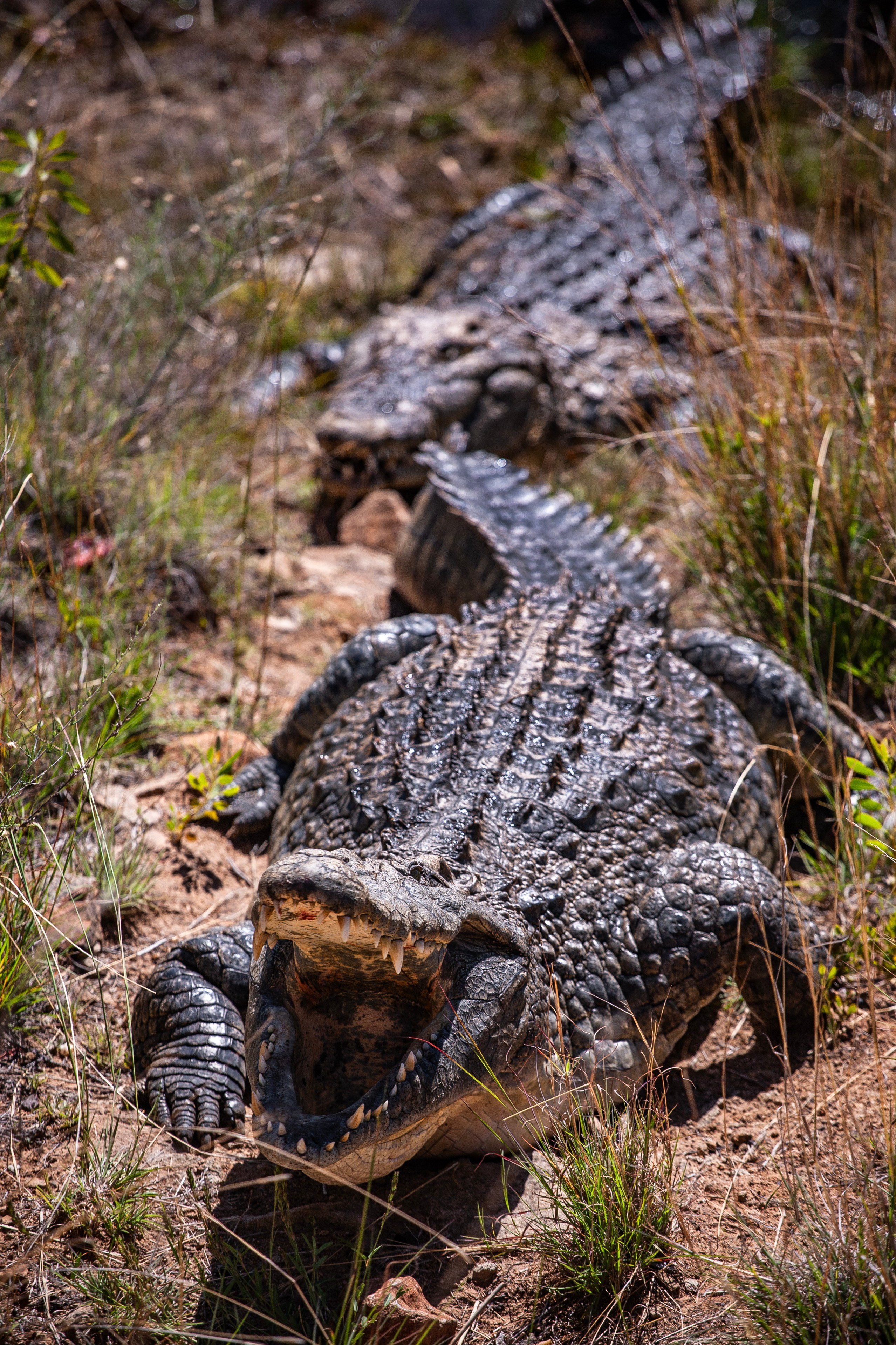 Сафари (ЮАР). Фотограф Владимир Остапенко