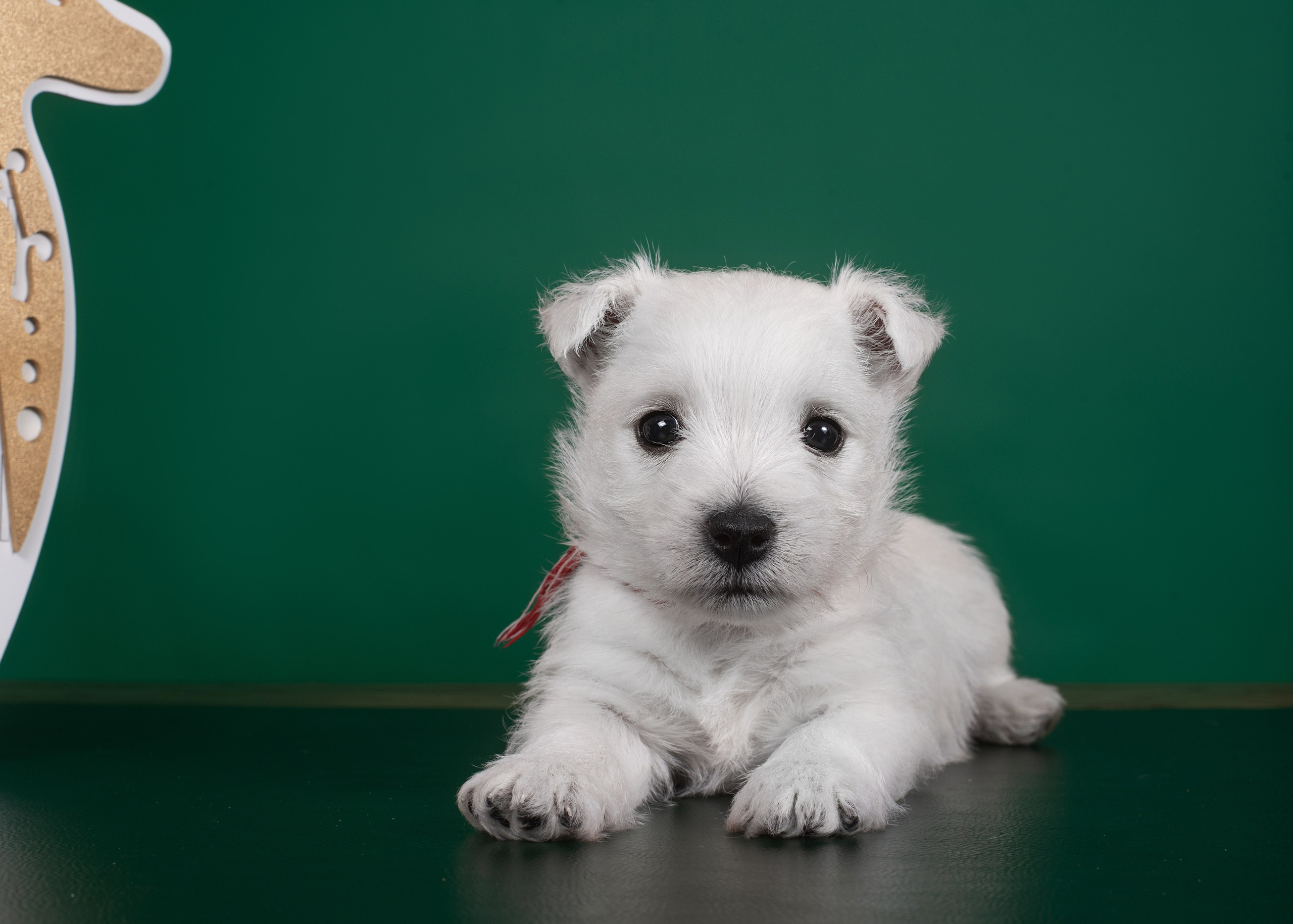 Щенки вест хайленд. Дог-фотограф в Тюмени Александра Королева