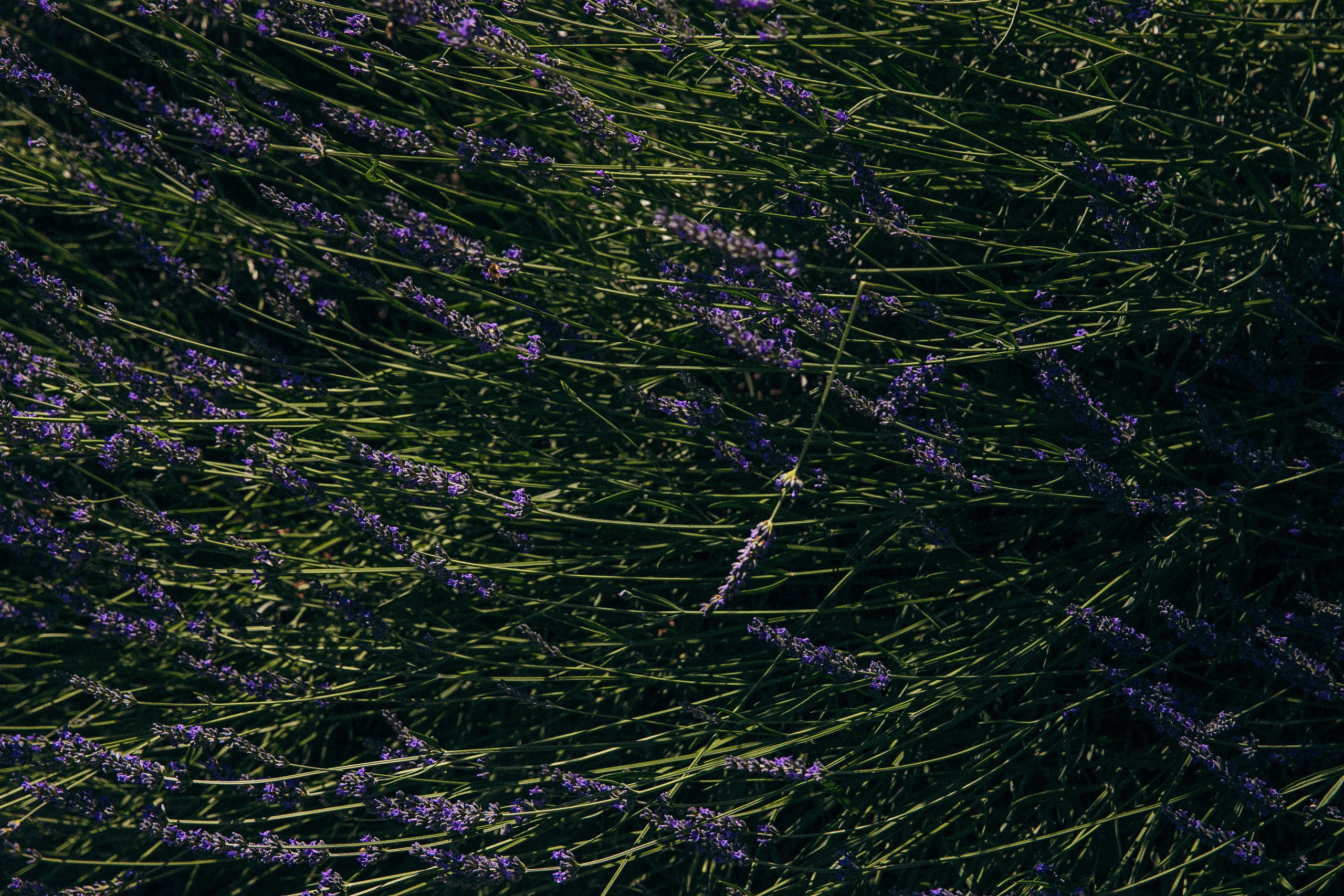 Никита и Эльвира. Свадебный фотограф Грузия Тбилиси