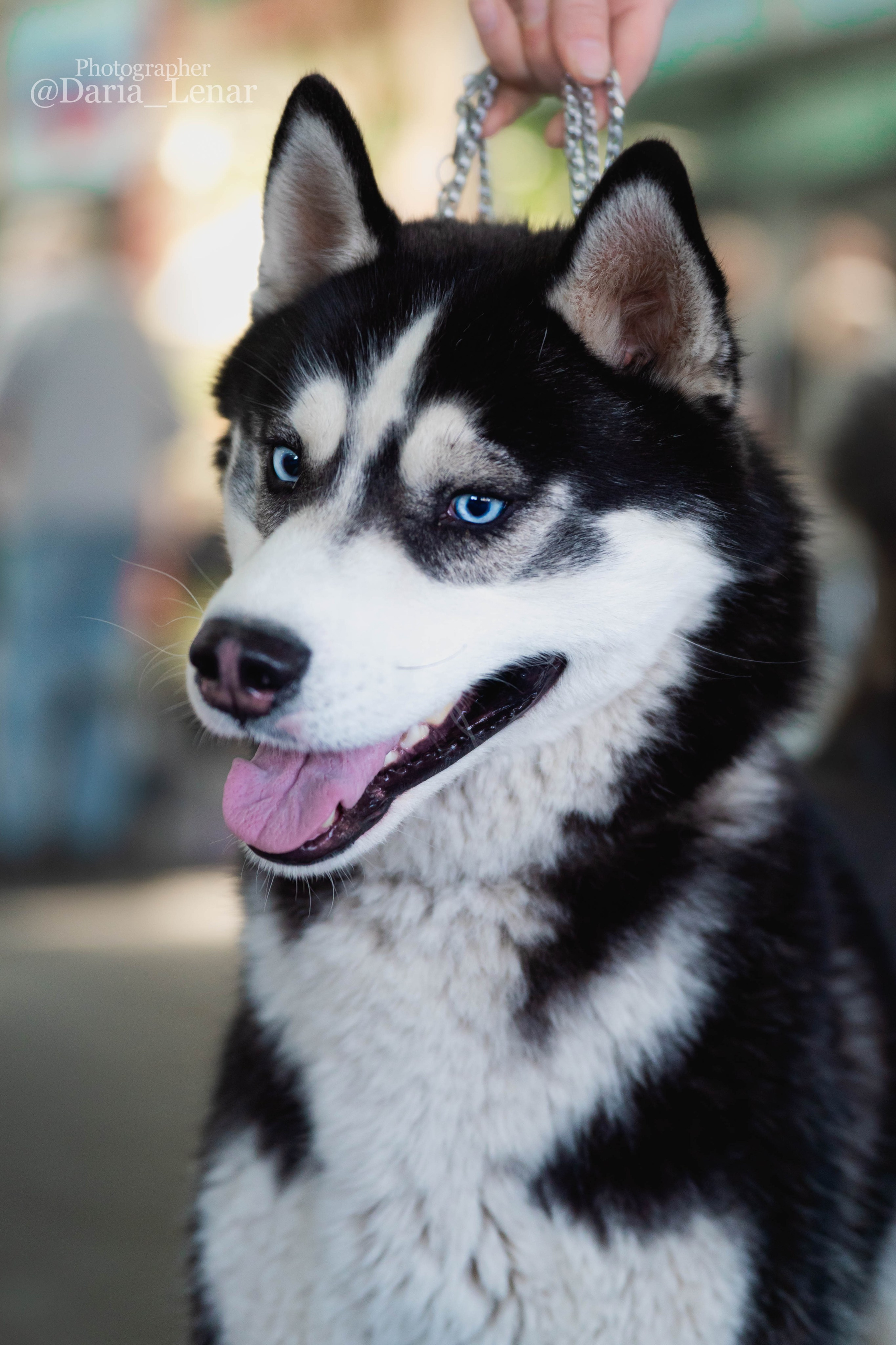Выставки собак. Фотограф в Москве Ленарская Дарья