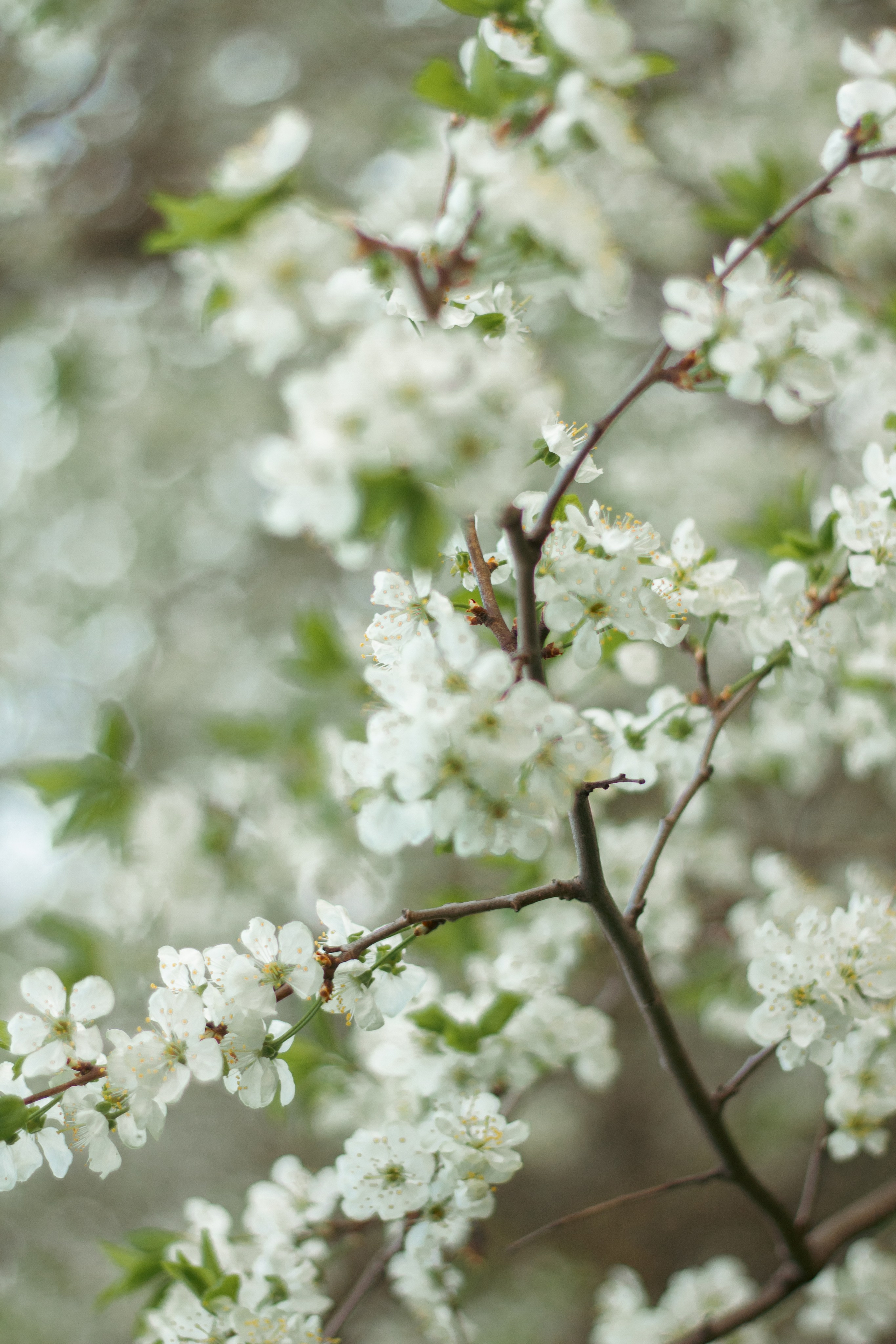 Аксинья. Просто свет