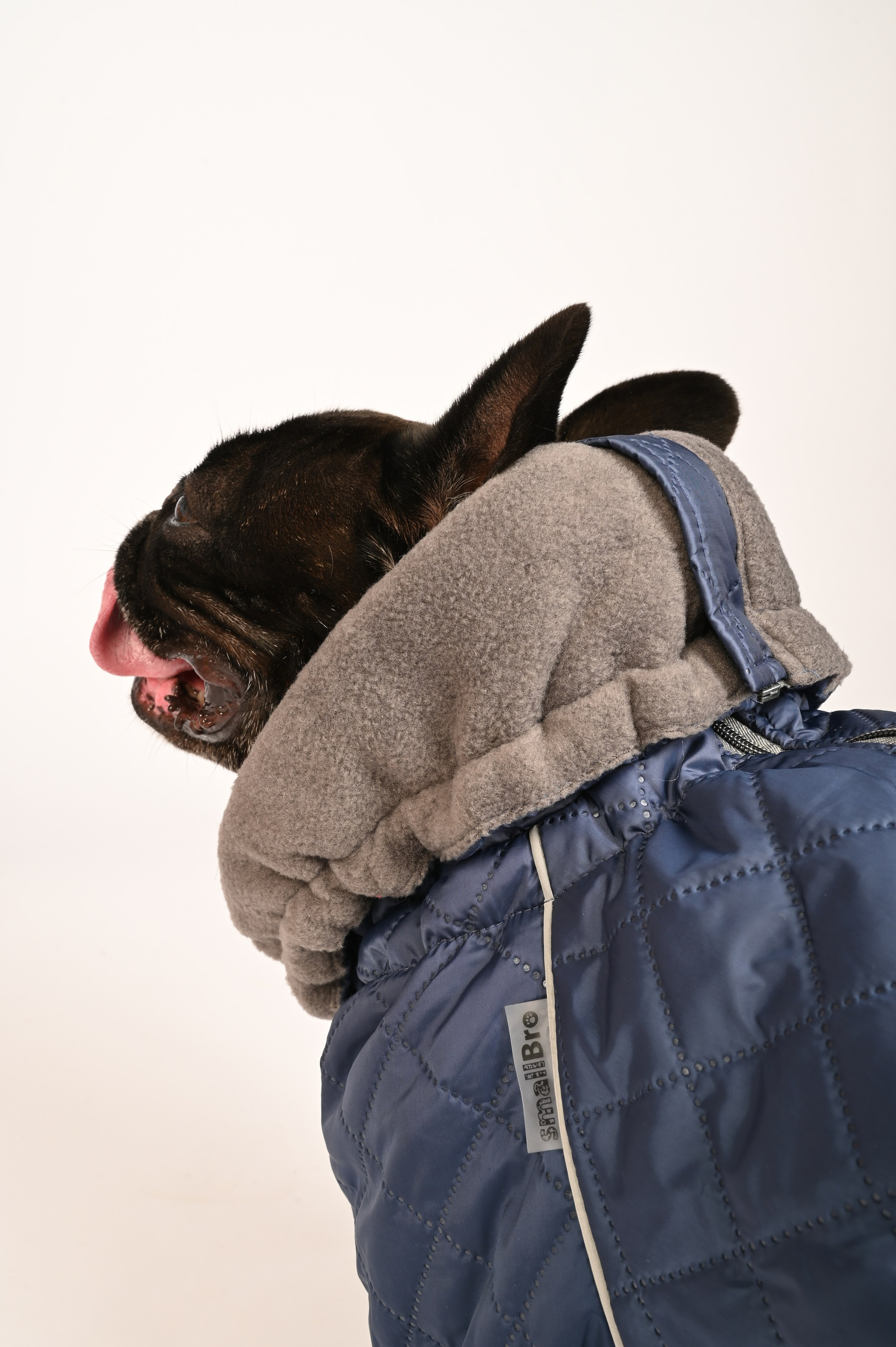 Одежда для собак. Семейный и детский фотограф во Фрязино, Ивантеевке и Щелково Матвеева