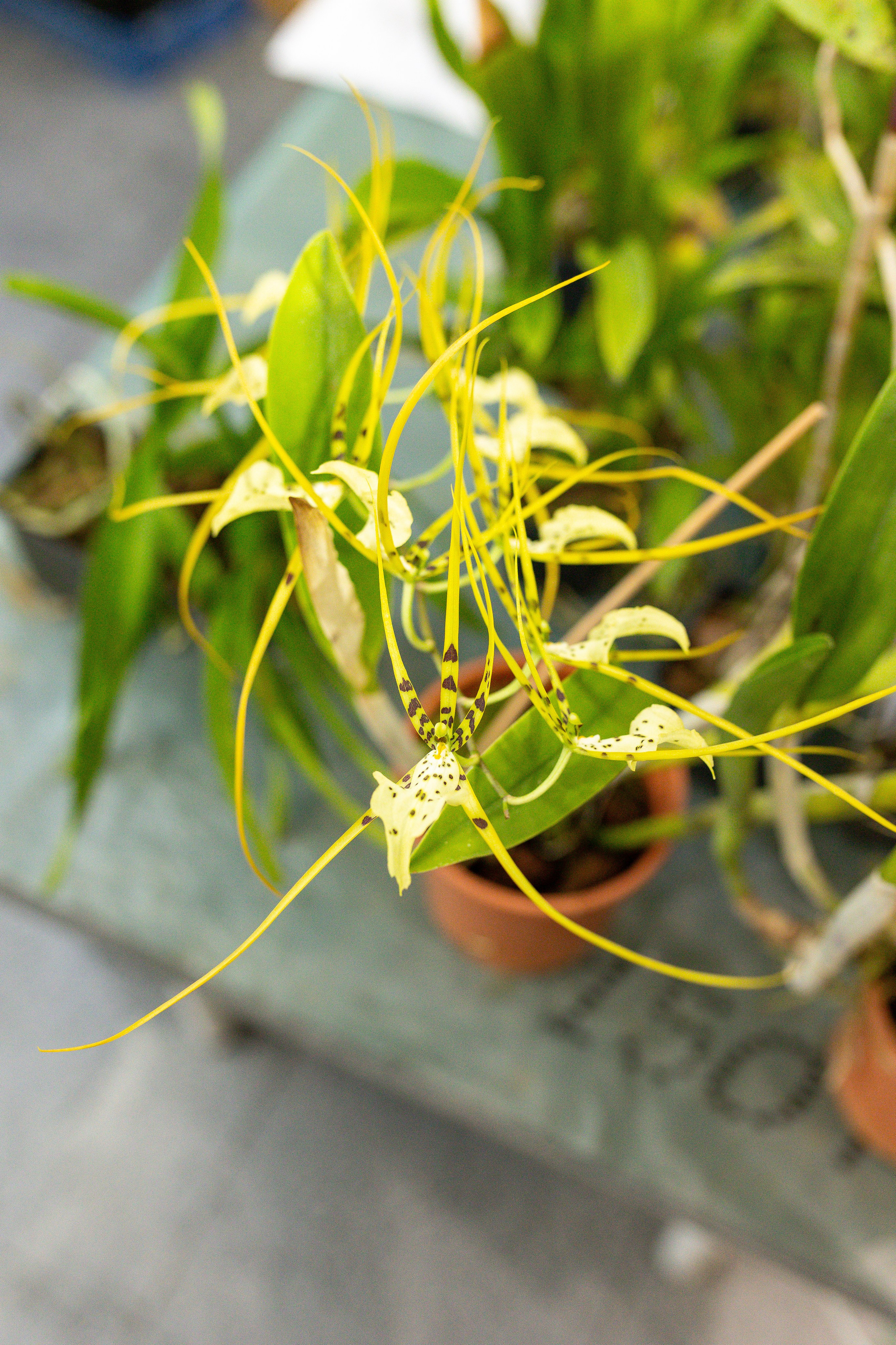 Орхидиум сентябрь 2025. Александра Куликова фотограф, Москва