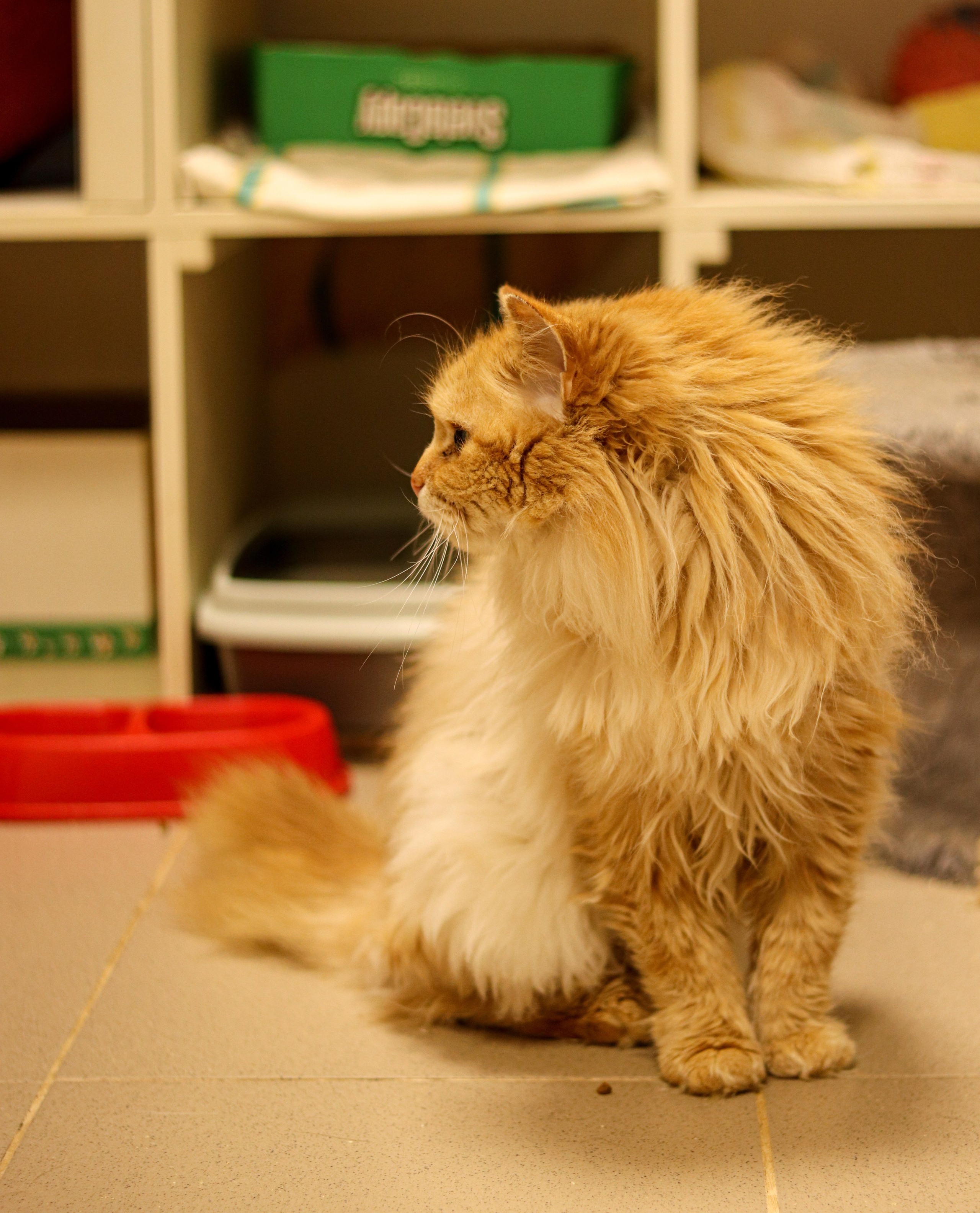 Петербургский дом кота (27 июня 2024). Ивентный фотограф в Санкт-Петербурге Олег Комков