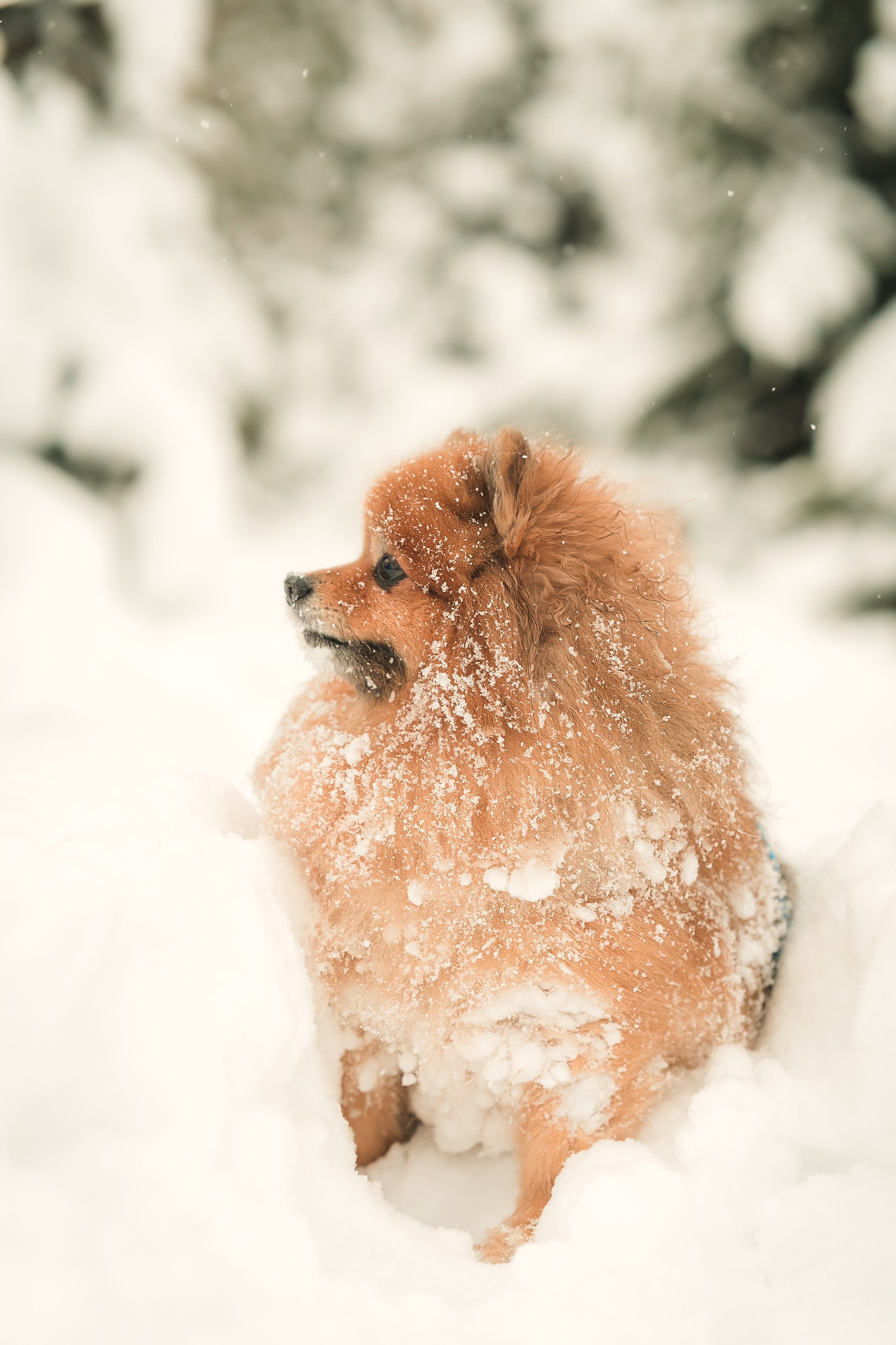 Людмила, Алиса и Шанечка
